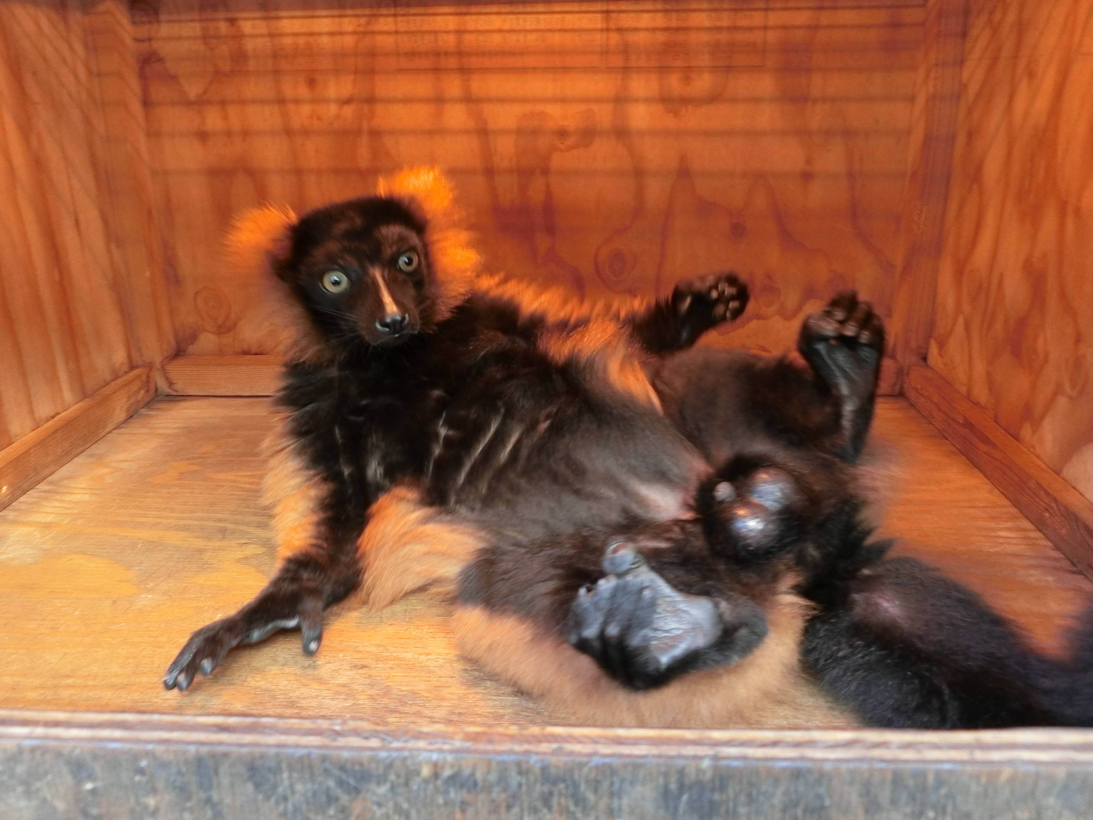 2018ブログトピック1210 ③.jpg