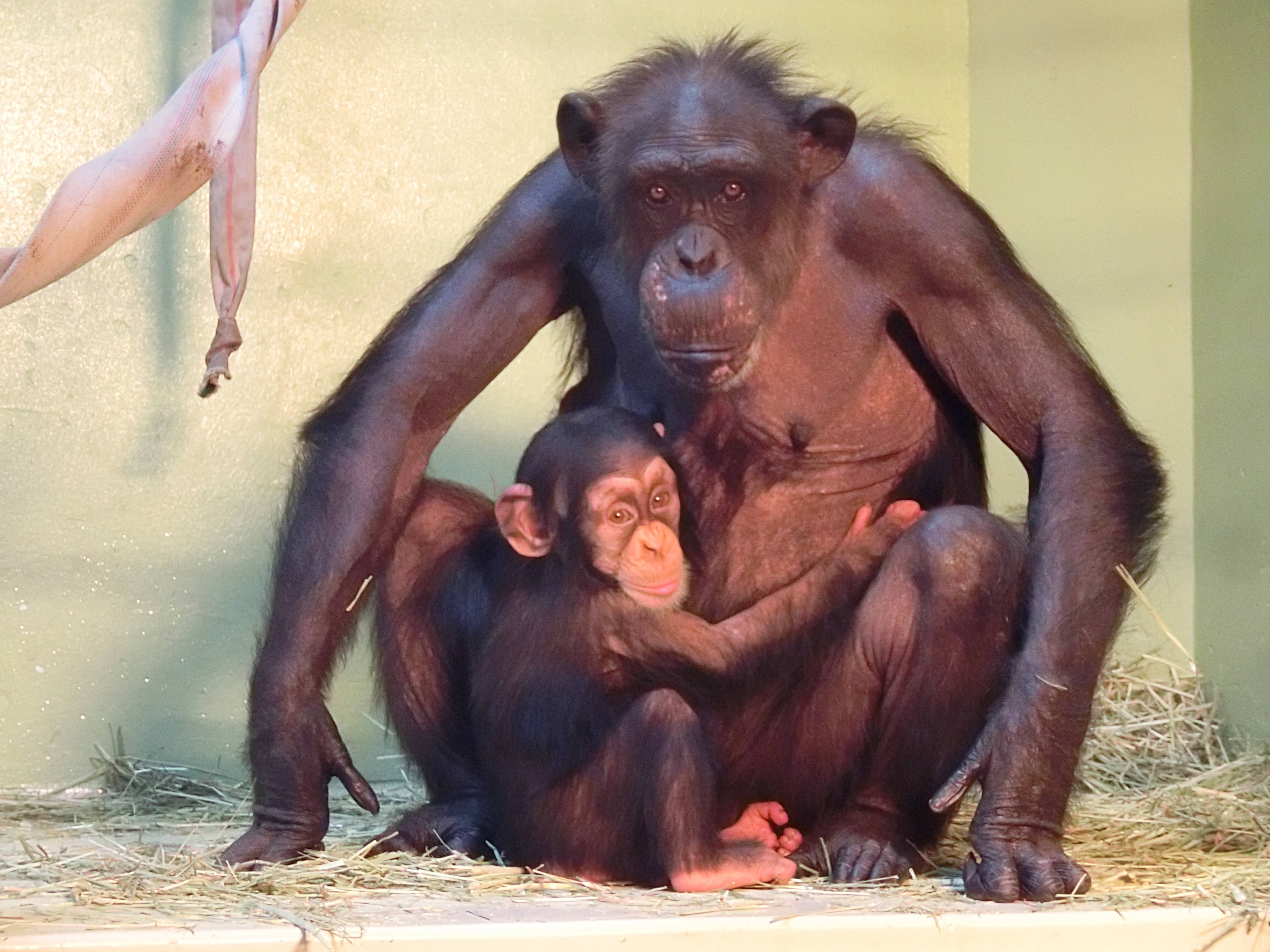 チンパンジー0904⑧.jpg