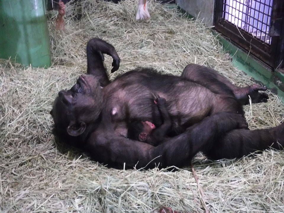 2016 チンプ 1130①.jpg