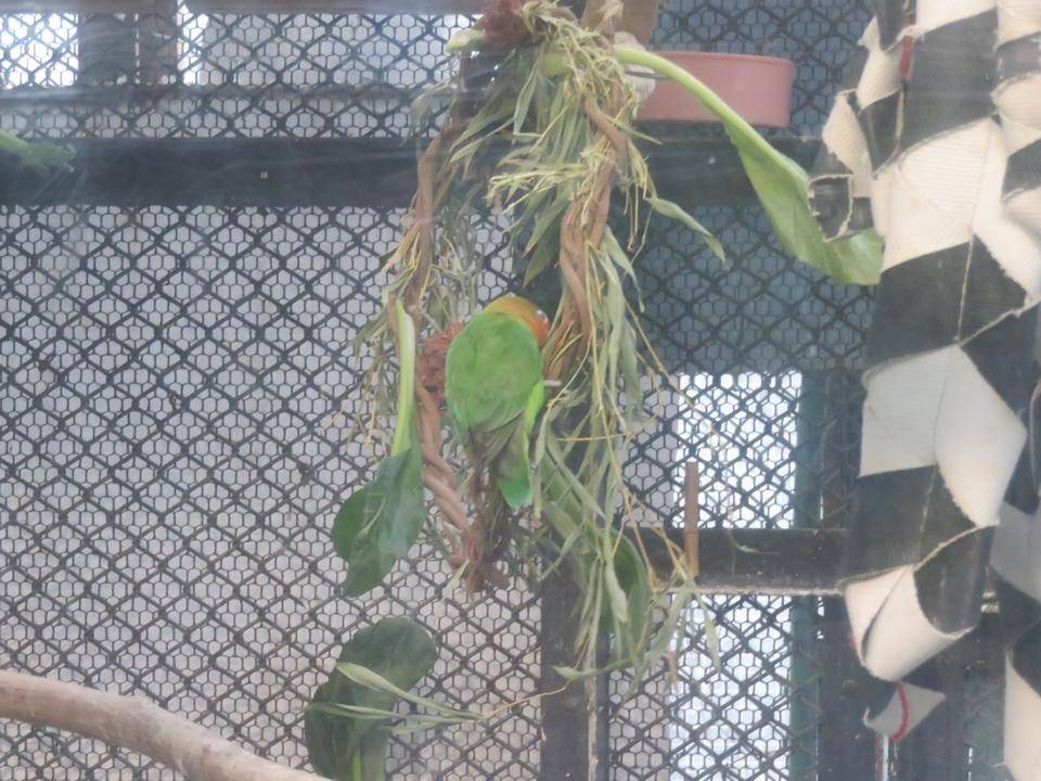 インコがリースをヨジヨジ登るpart1