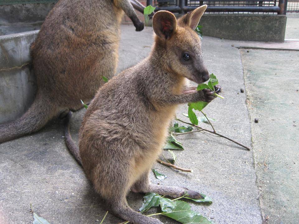 アスタ 幼いころ.jpg