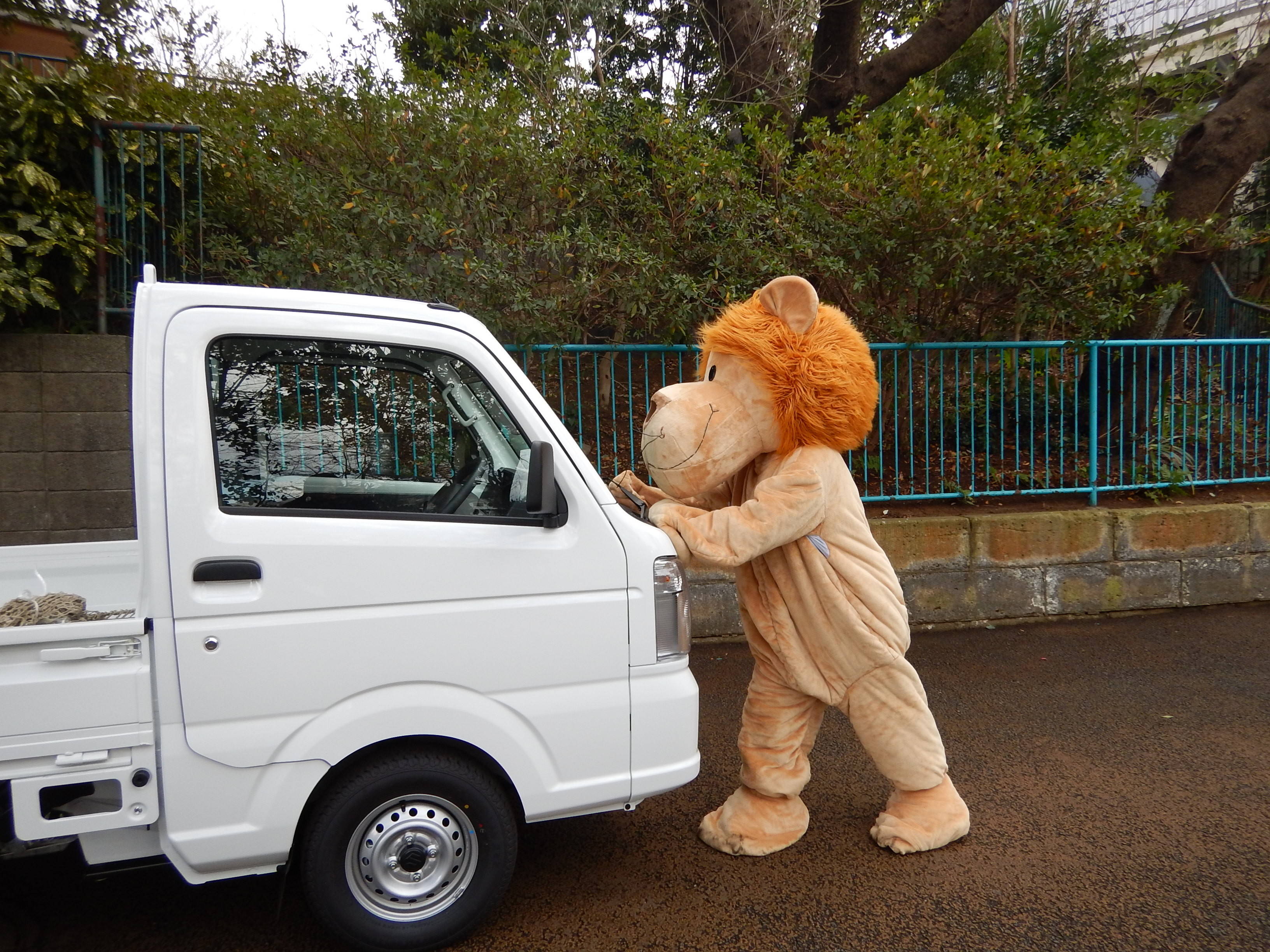らいおんくん ふたたび 動物トピックス 野毛山動物園公式サイト 公益財団法人 横浜市緑の協会 らいおんくん ふたたび 動物トピックス 野毛山動物園公式サイト 公益財団法人 横浜市緑の協会