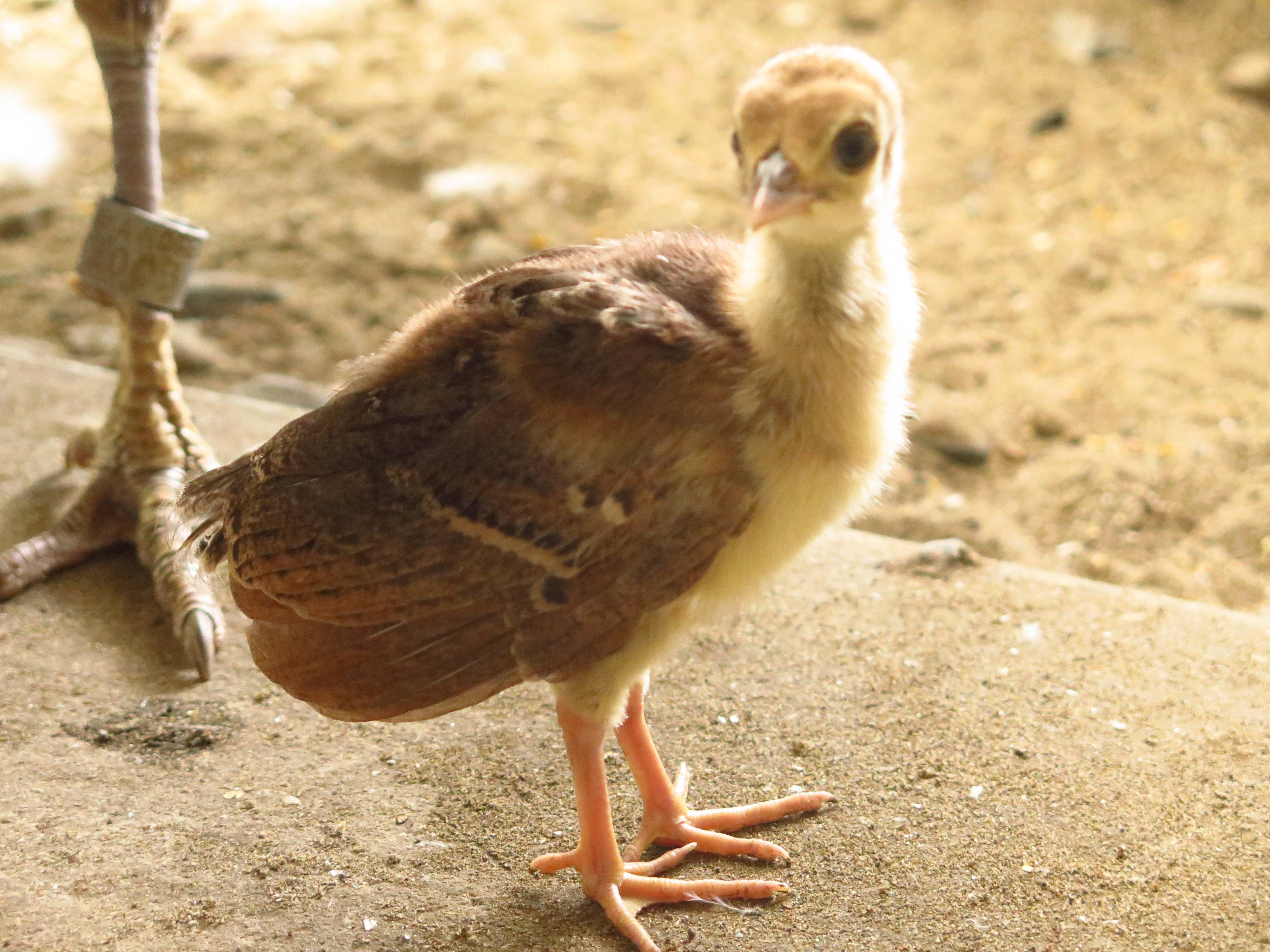 本当にヒヨコ 動物トピックス 野毛山動物園公式サイト 公益財団法人 横浜市緑の協会