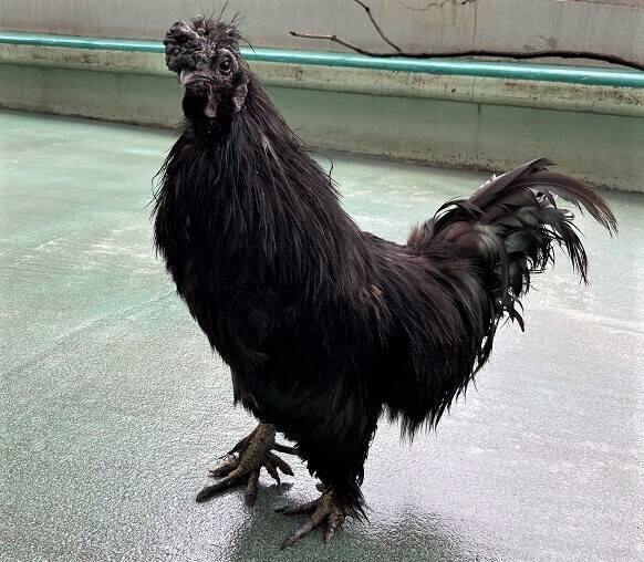 黒ウコ♂.jpg