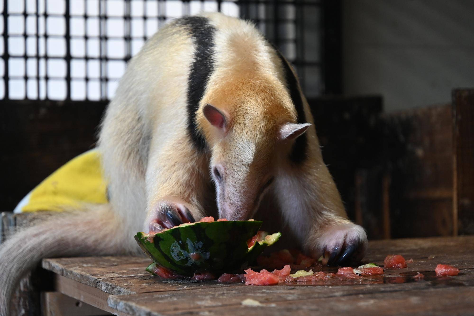 コアリクイ雌のアンが獣舎内の寝台の上でスイカを食べているところ.jpg