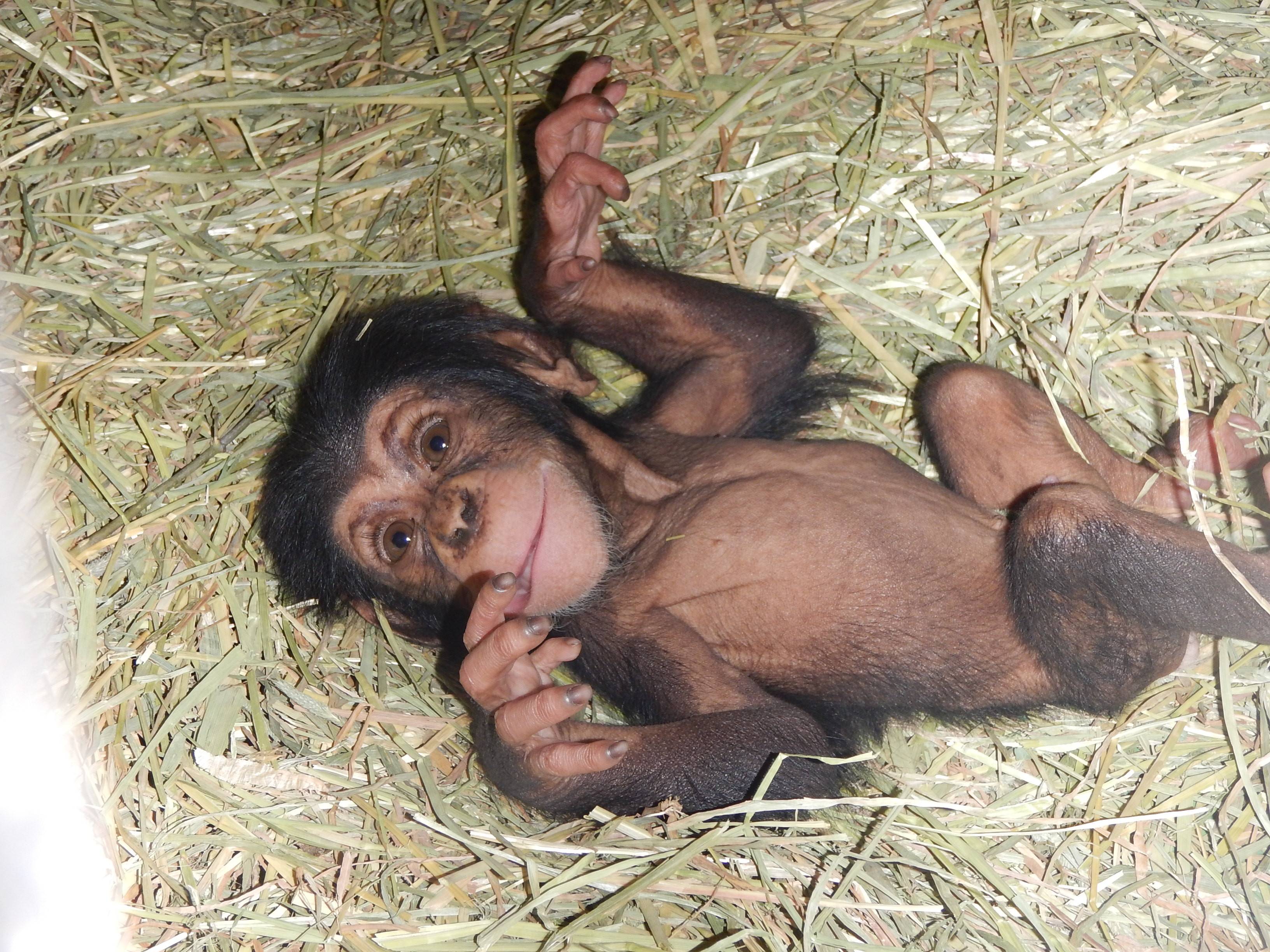 チンパンジー0904③.jpg