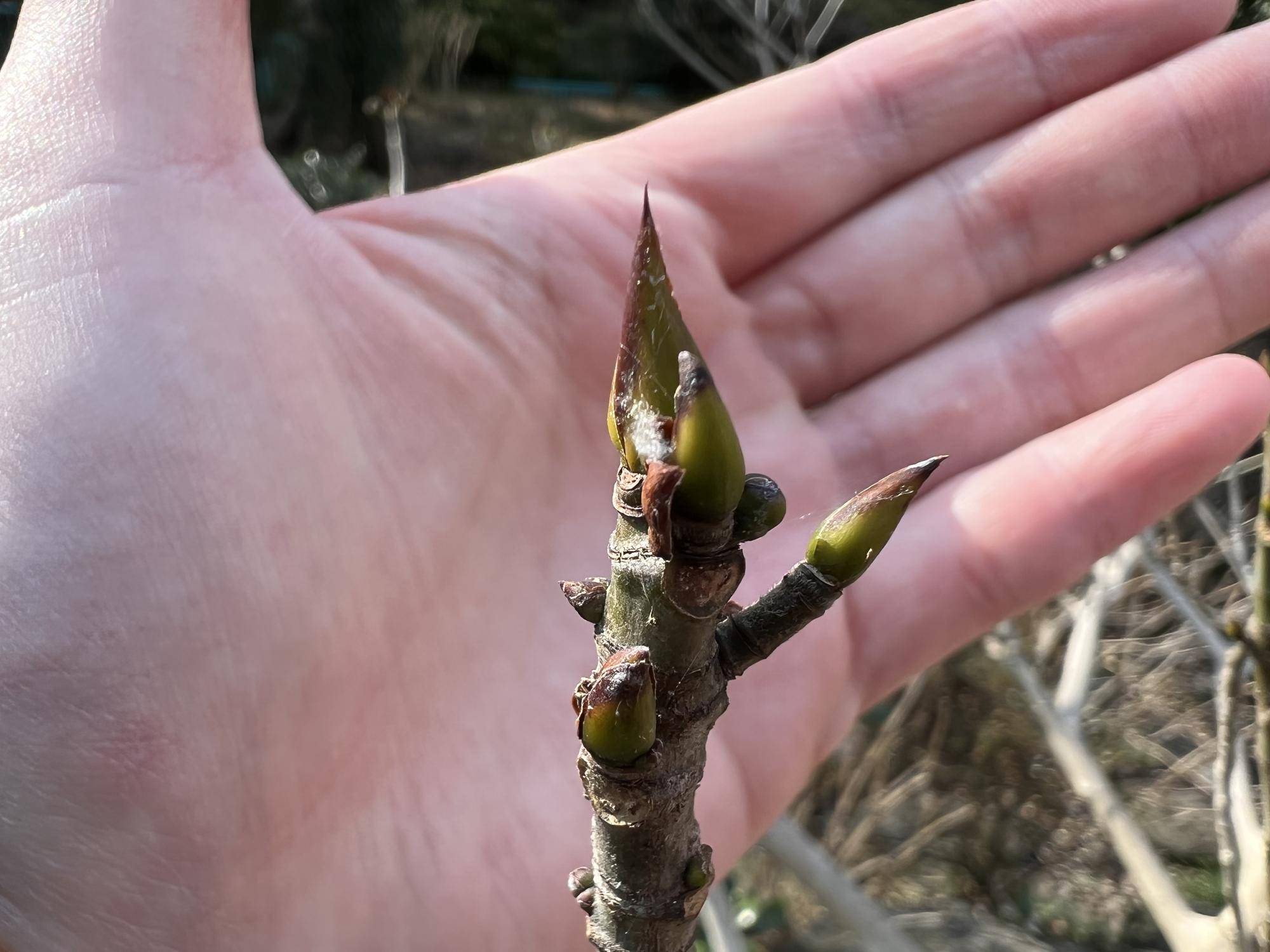 イヌビワ枝 (2).jpg