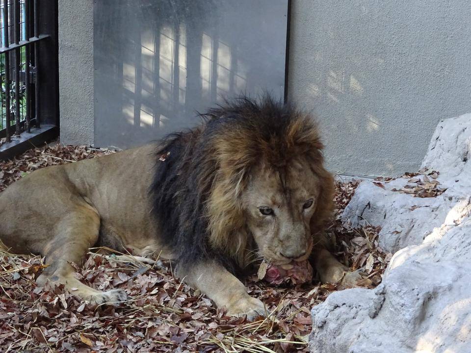 9 落ち葉の上で骨を食べる.jpg