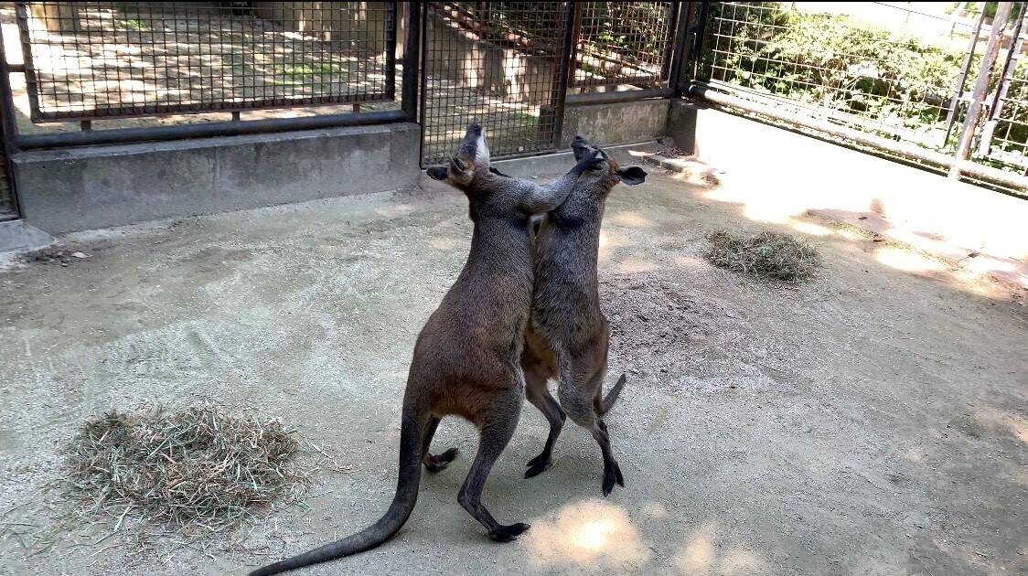 パーシー ブログ①.jpg