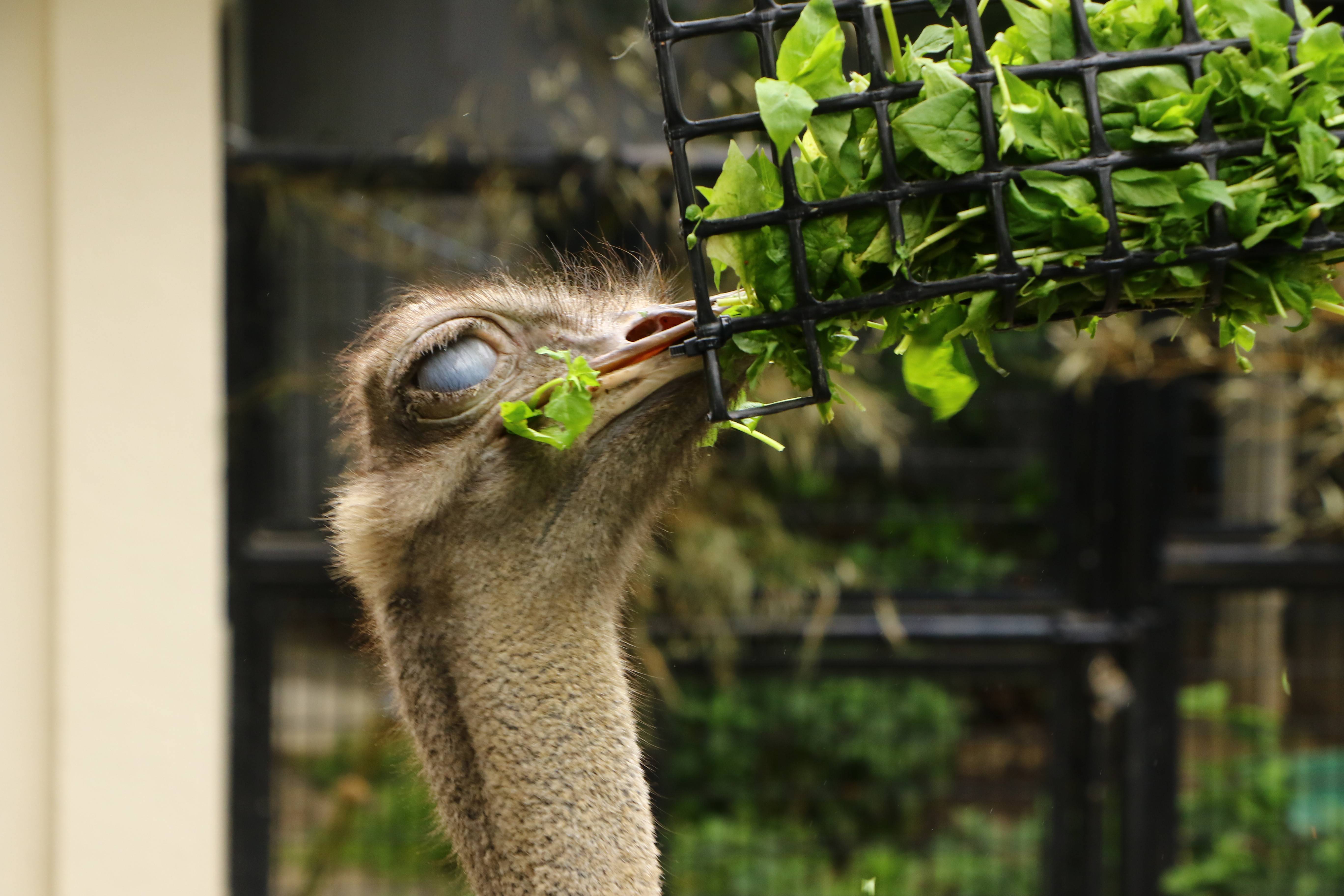 世界ダチョウの日 動物トピックス 野毛山動物園公式サイト 公益財団法人 横浜市緑の協会