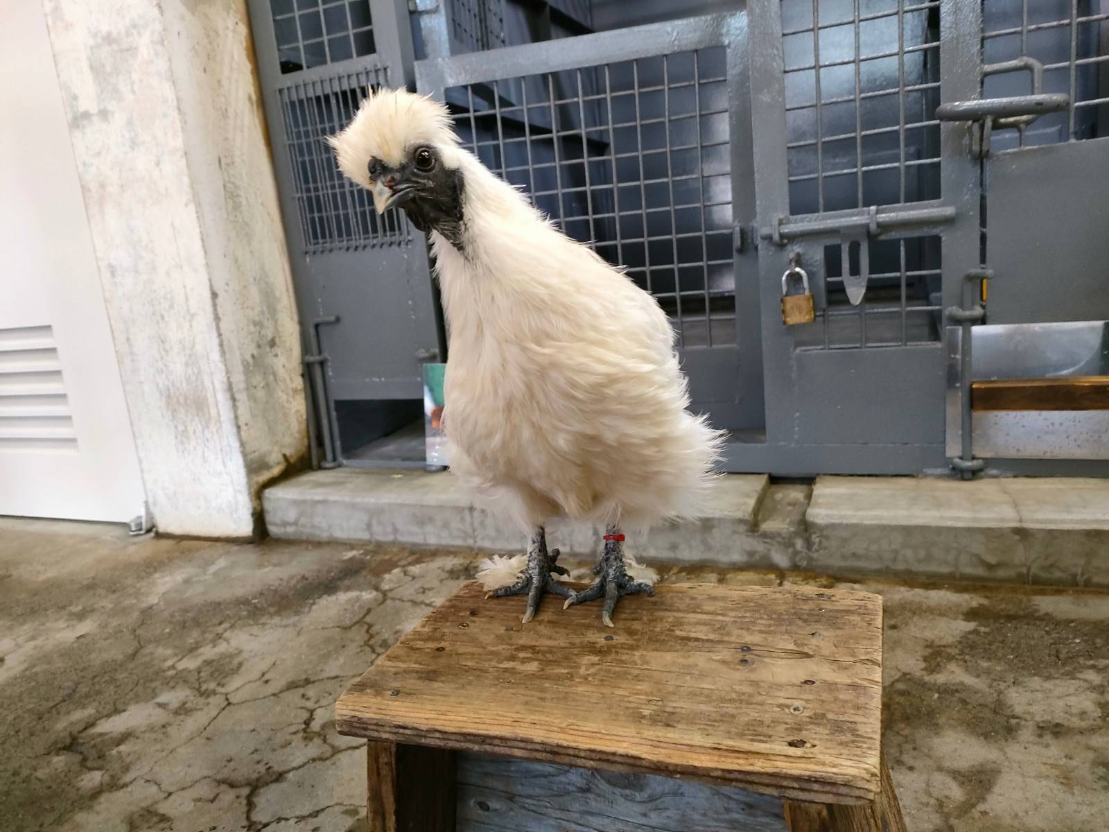 こちらを見つめるぴーたん