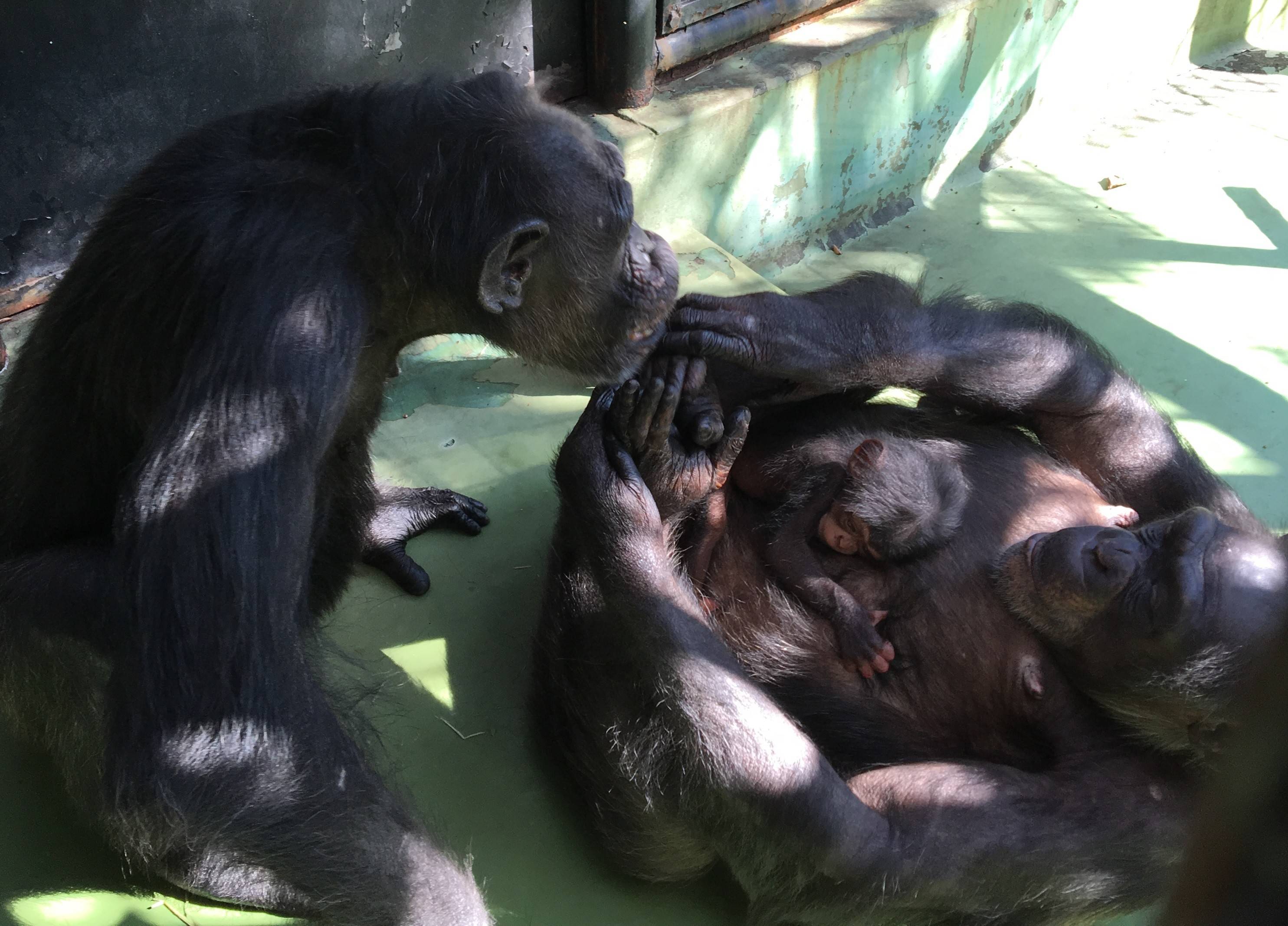 2016 チンプ 1130⑤.jpg