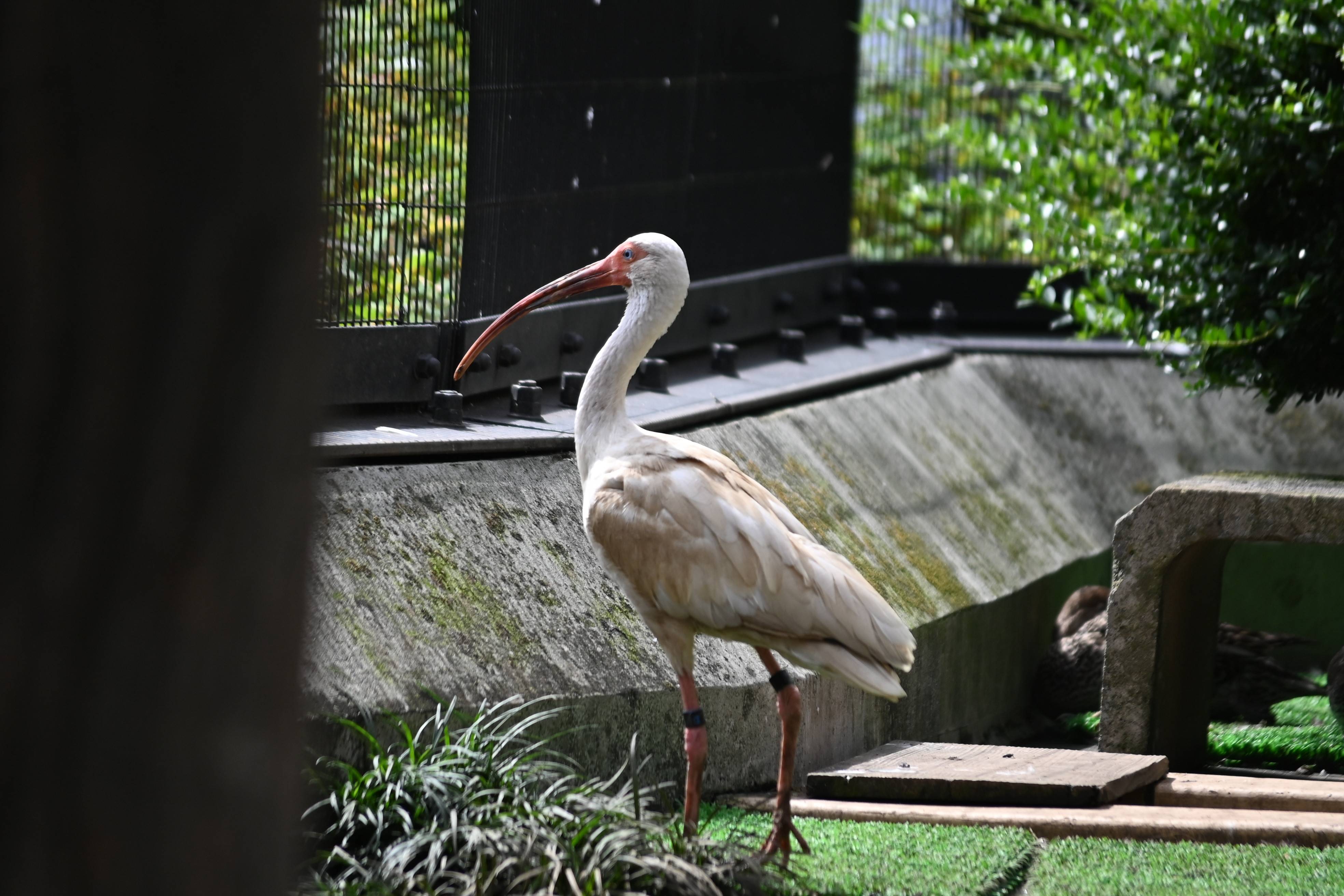 周りの様子を確認するシロトキ