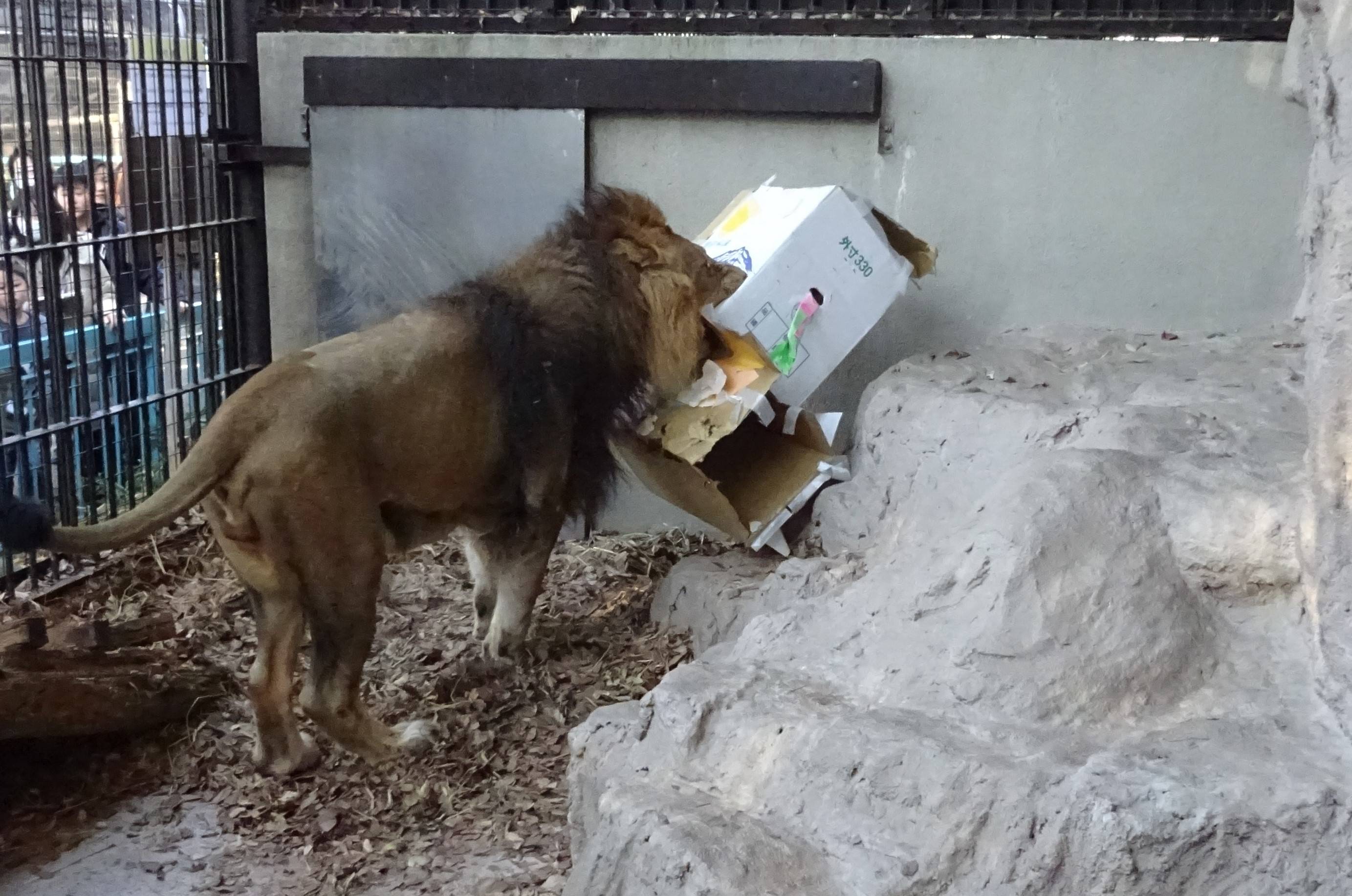 ラージャーの反応は のげやま とらいおん Try On 野毛山動物園公式サイト 公益財団法人 横浜市緑の協会 ラージャーの反応は のげやま とらいおん Try On 野毛山動物園公式サイト 公益財団法人 横浜市緑の協会