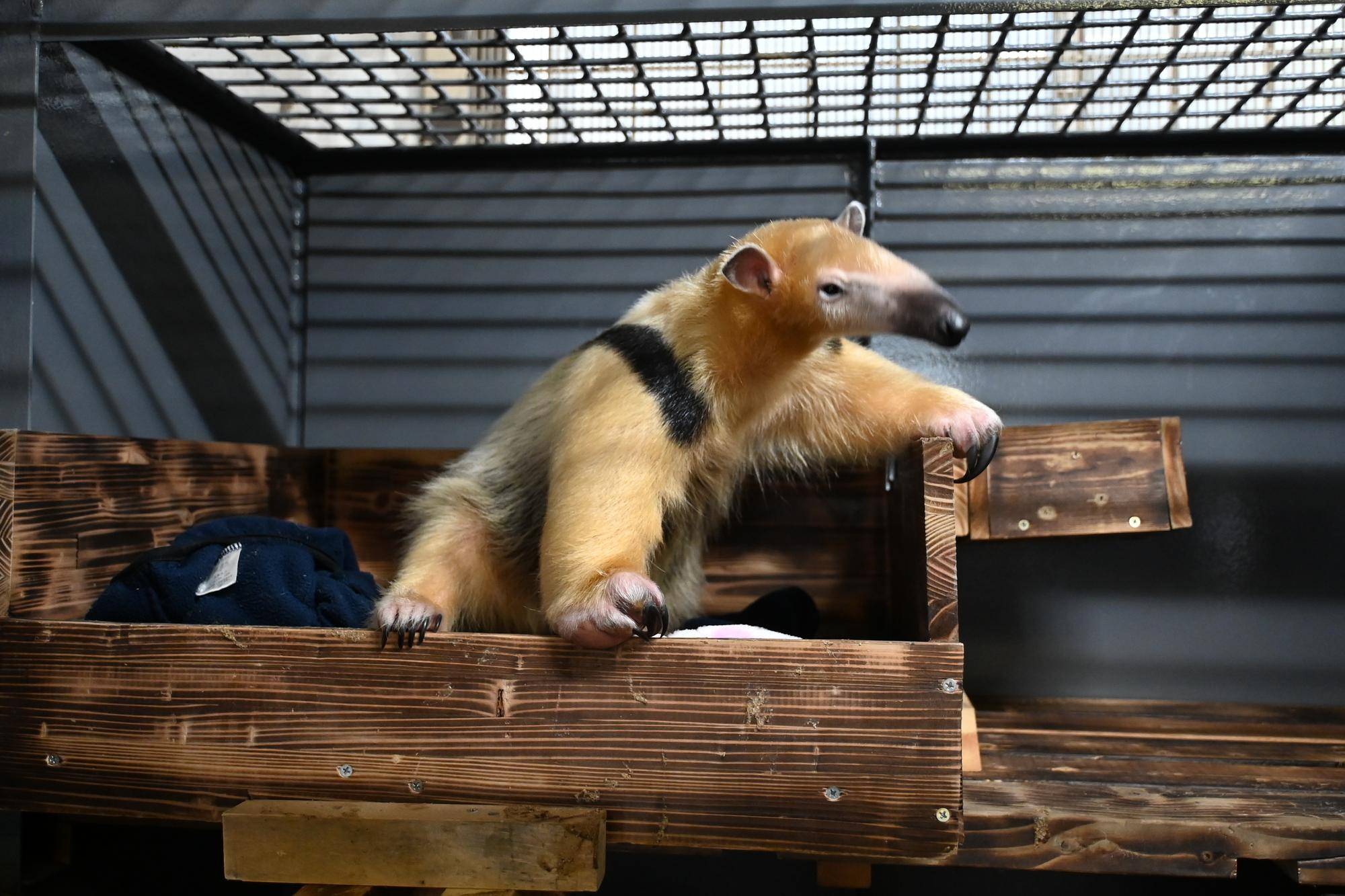 ミナミコアリクイ頭骨 （上野動物園［公式］ on X: 