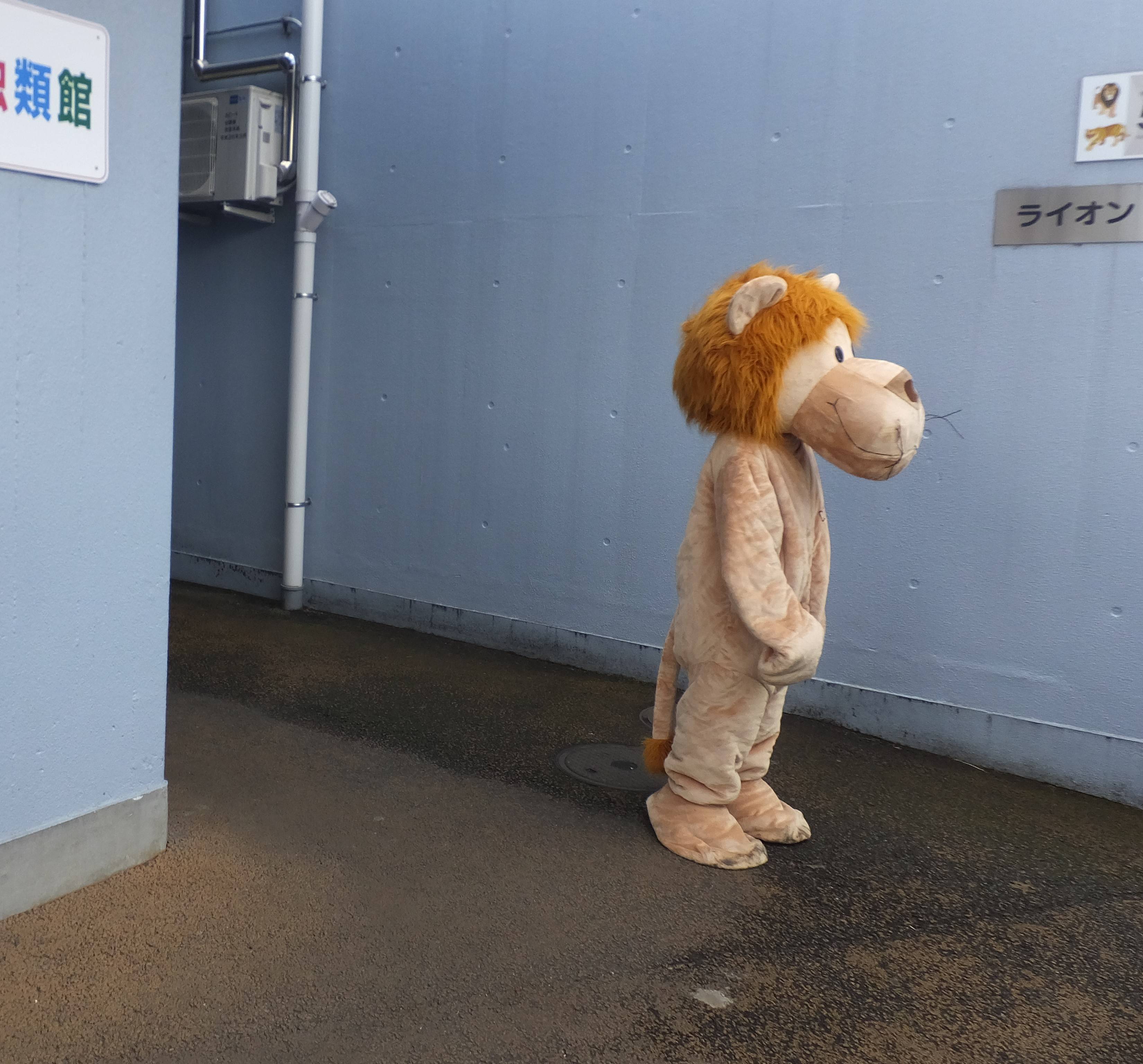 らいおんくん ふたたび 動物トピックス 野毛山動物園公式サイト 公益財団法人 横浜市緑の協会 らいおんくん ふたたび 動物トピックス 野毛山動物園公式サイト 公益財団法人 横浜市緑の協会