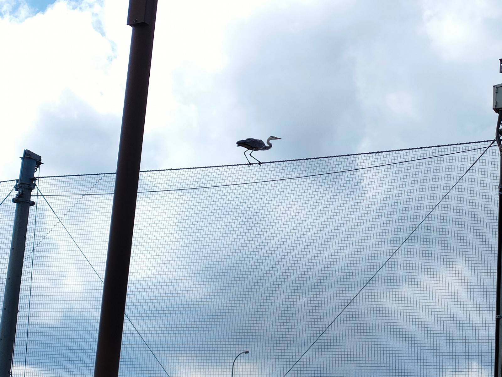 網の上に立つアオサギ