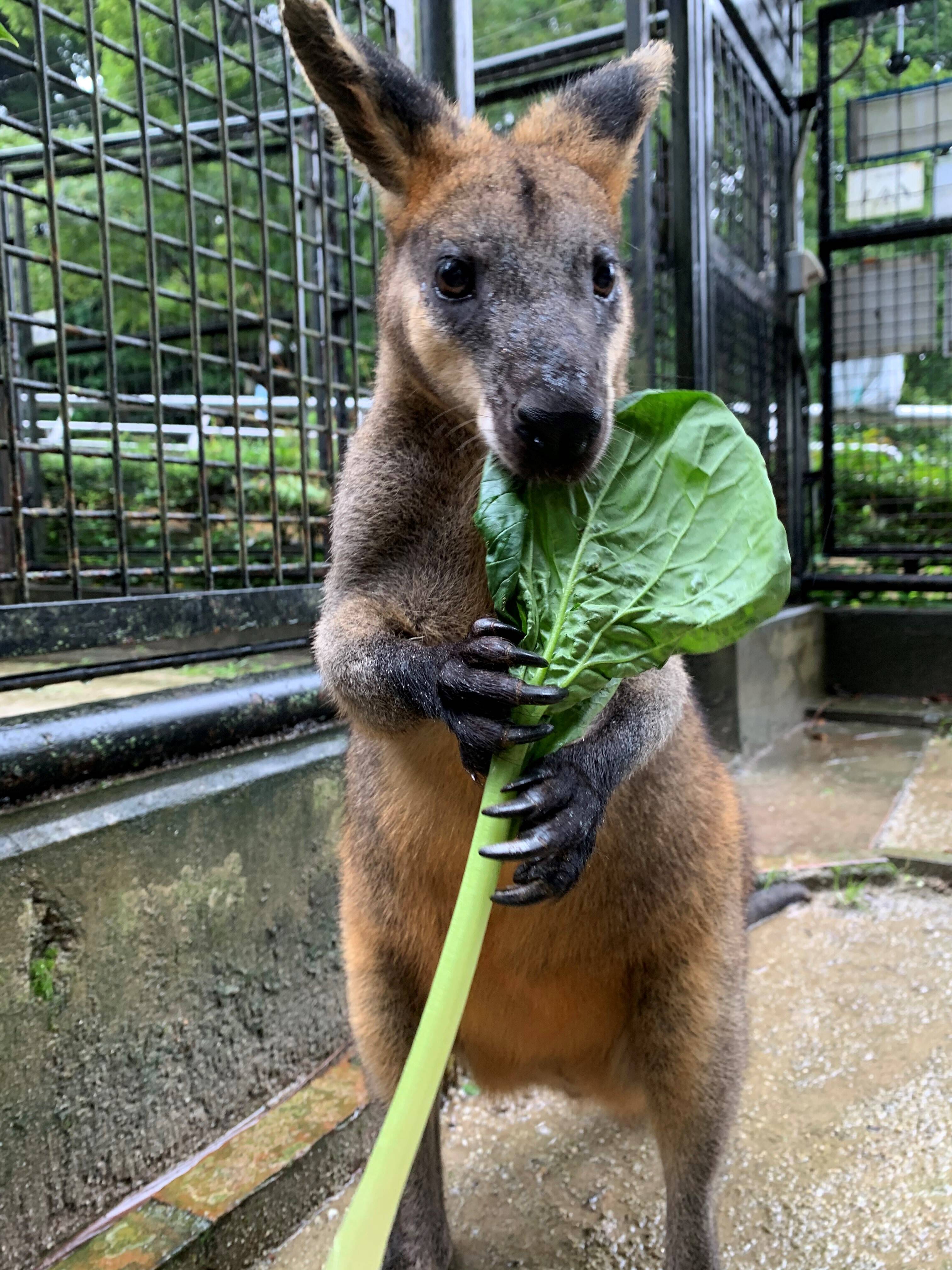 パーシー2 ブログ③.jpg