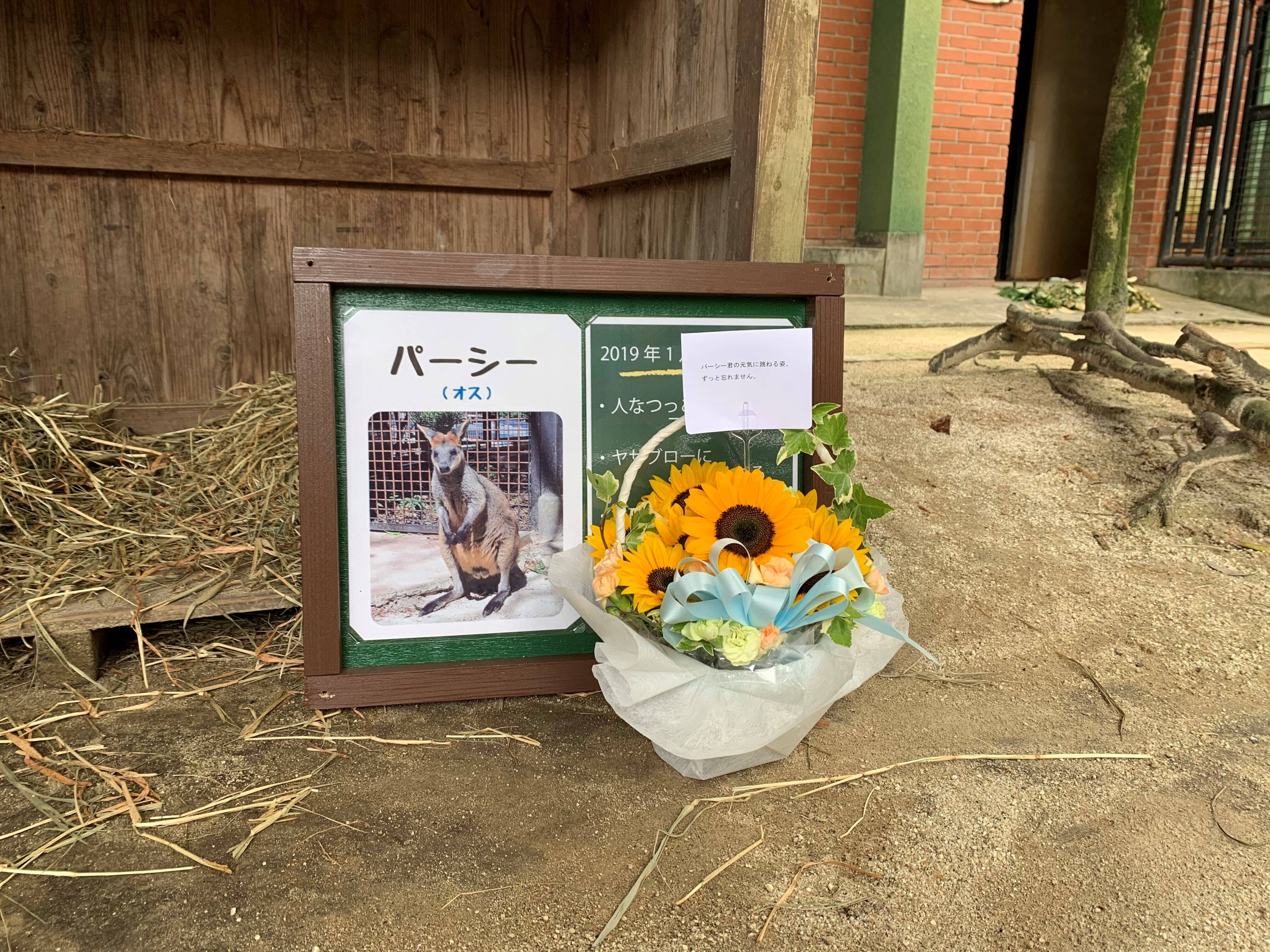 パーシー2 ブログ⑪.jpg