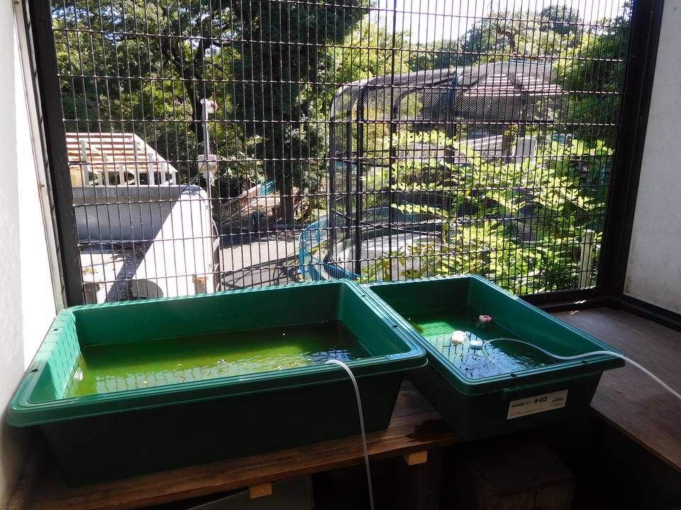 メダカの孵化には 屋外環境のほうが適しているようです 動物トピックス 野毛山動物園公式サイト 公益財団法人 横浜市緑の協会