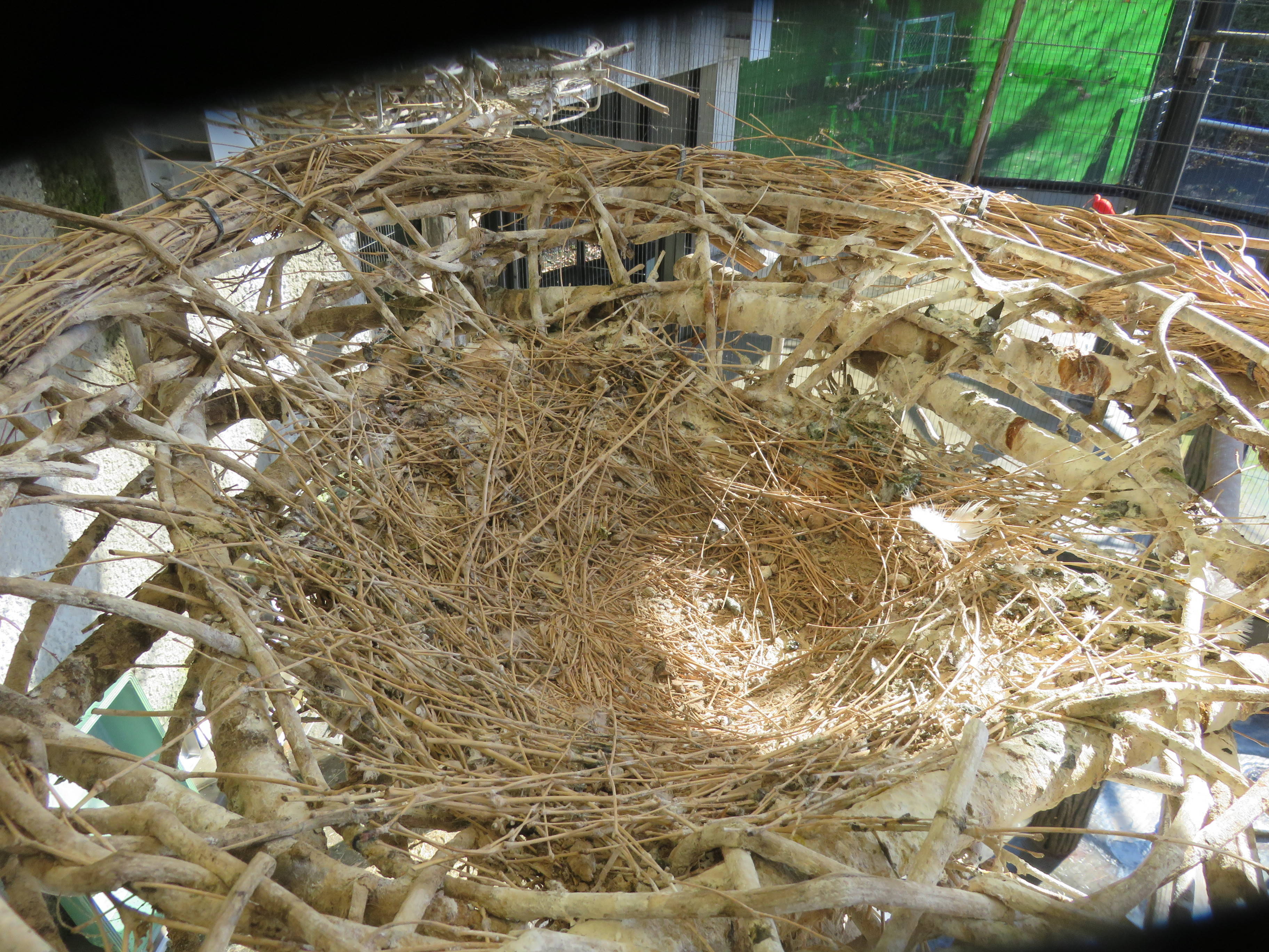 ①古い巣IMG_3670.jpg