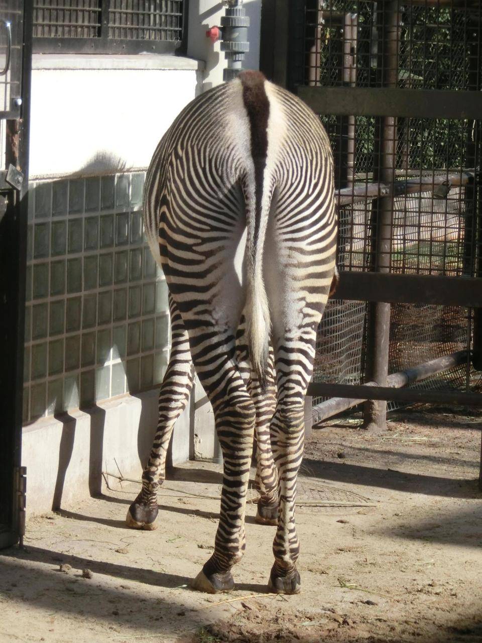 ココロとラッキー 見分け方 ブログ 野毛山動物園公式サイト 公益財団法人 横浜市緑の協会