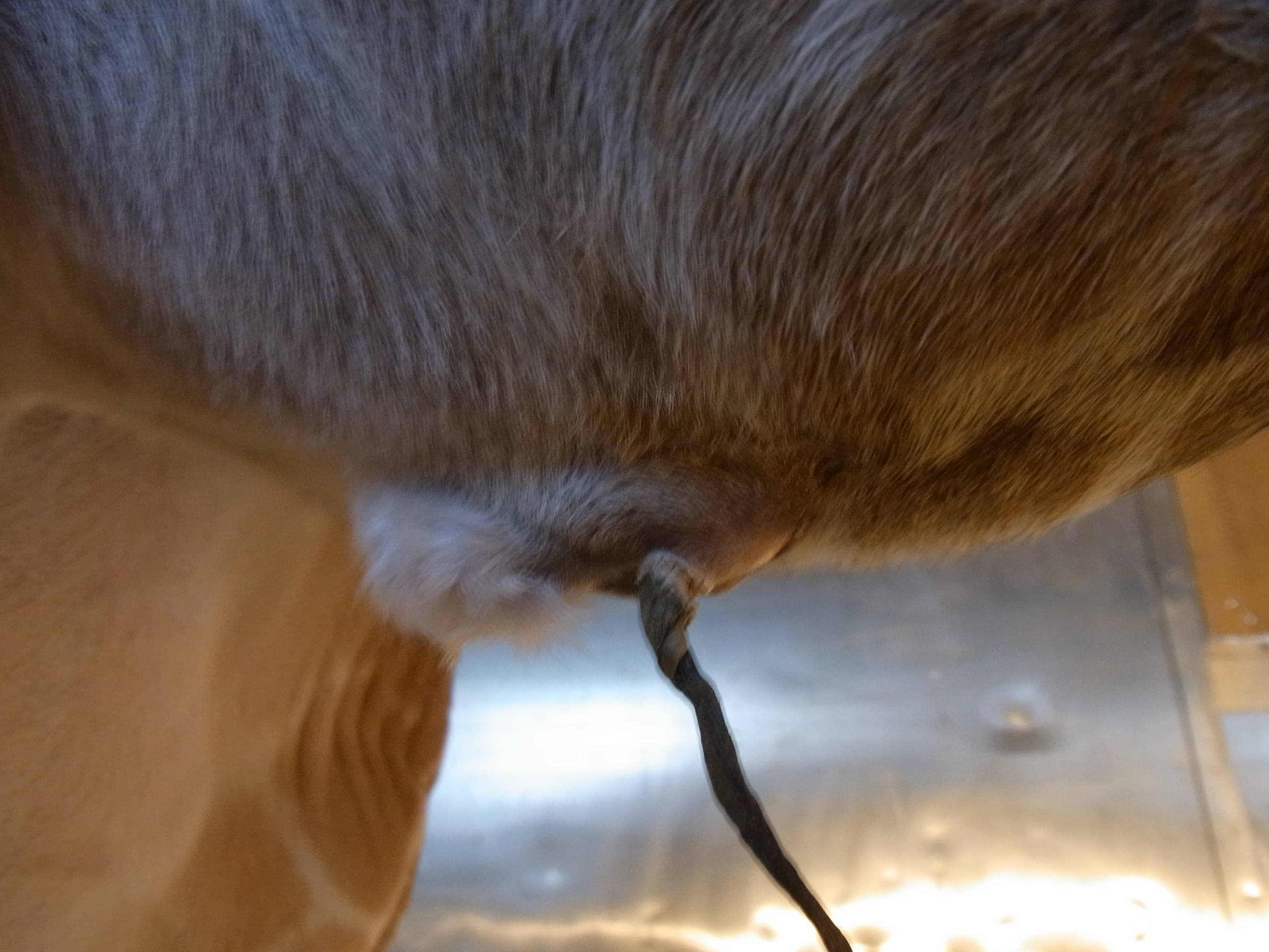 キリンのおへそ 動物トピックス 野毛山動物園公式サイト 公益財団法人 横浜市緑の協会