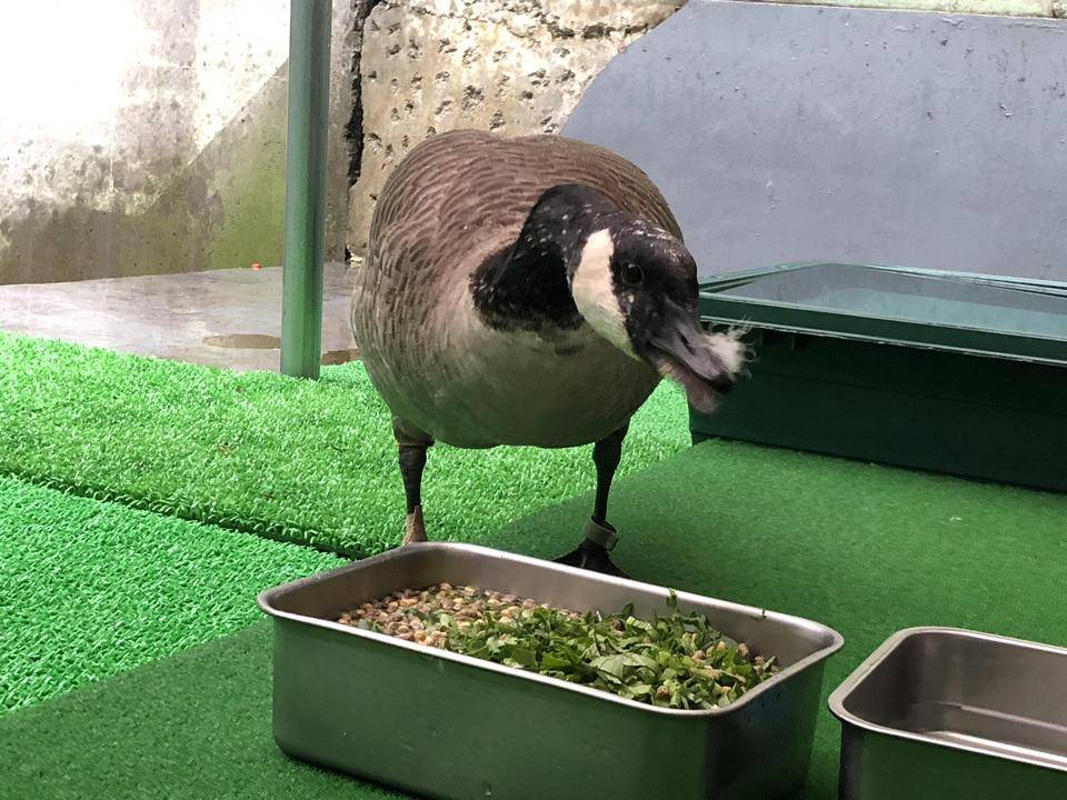 ご飯を食べるカナダガン.jpg