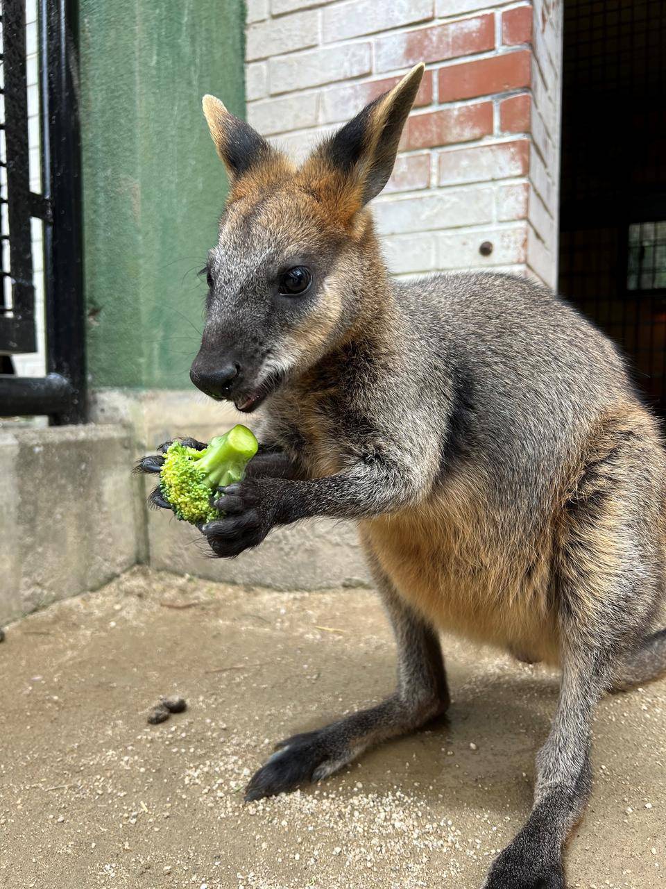 バロンとブロッコリー (2).jpg