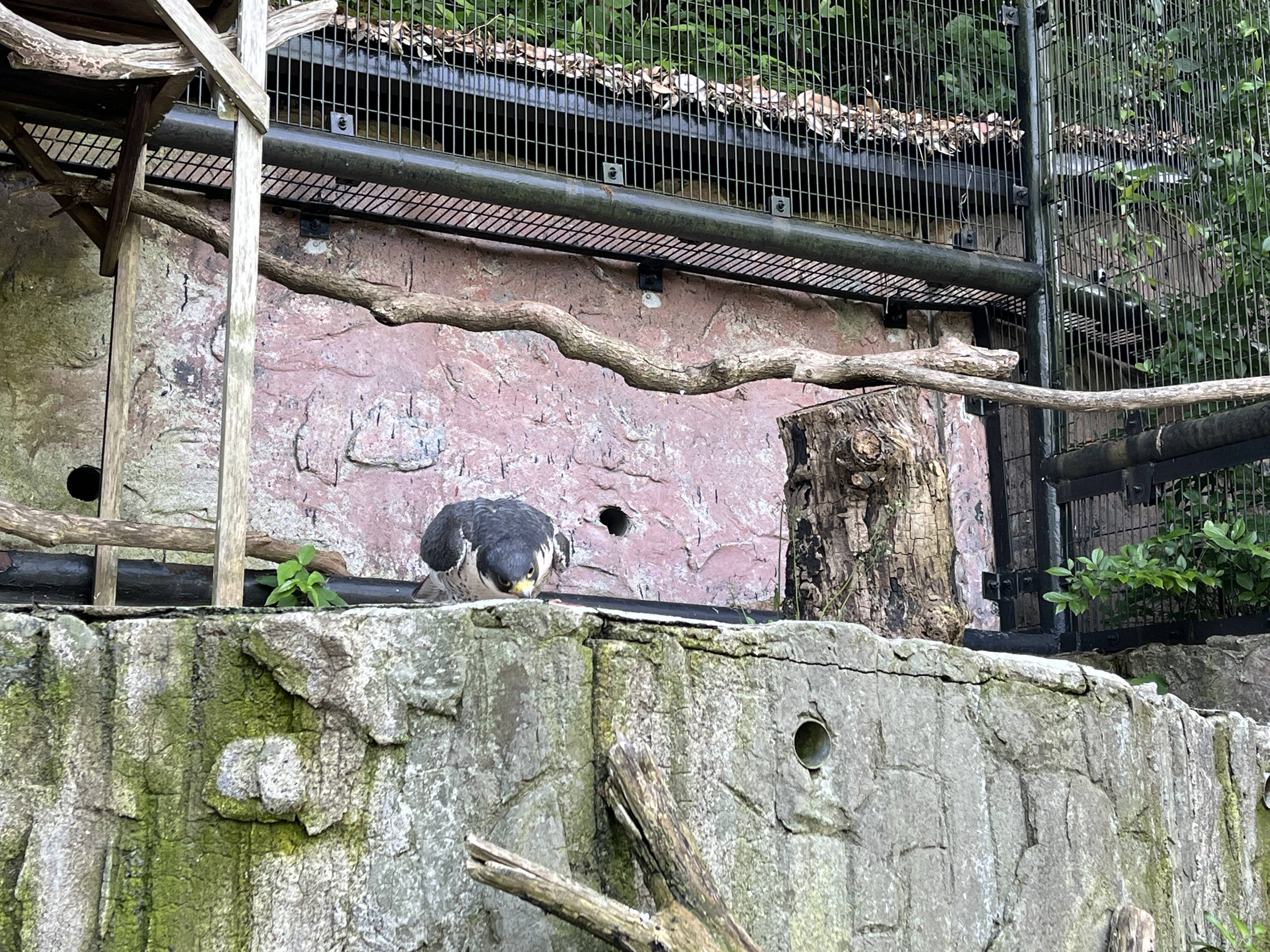 餌をついばもうとするハヤミ.jpg
