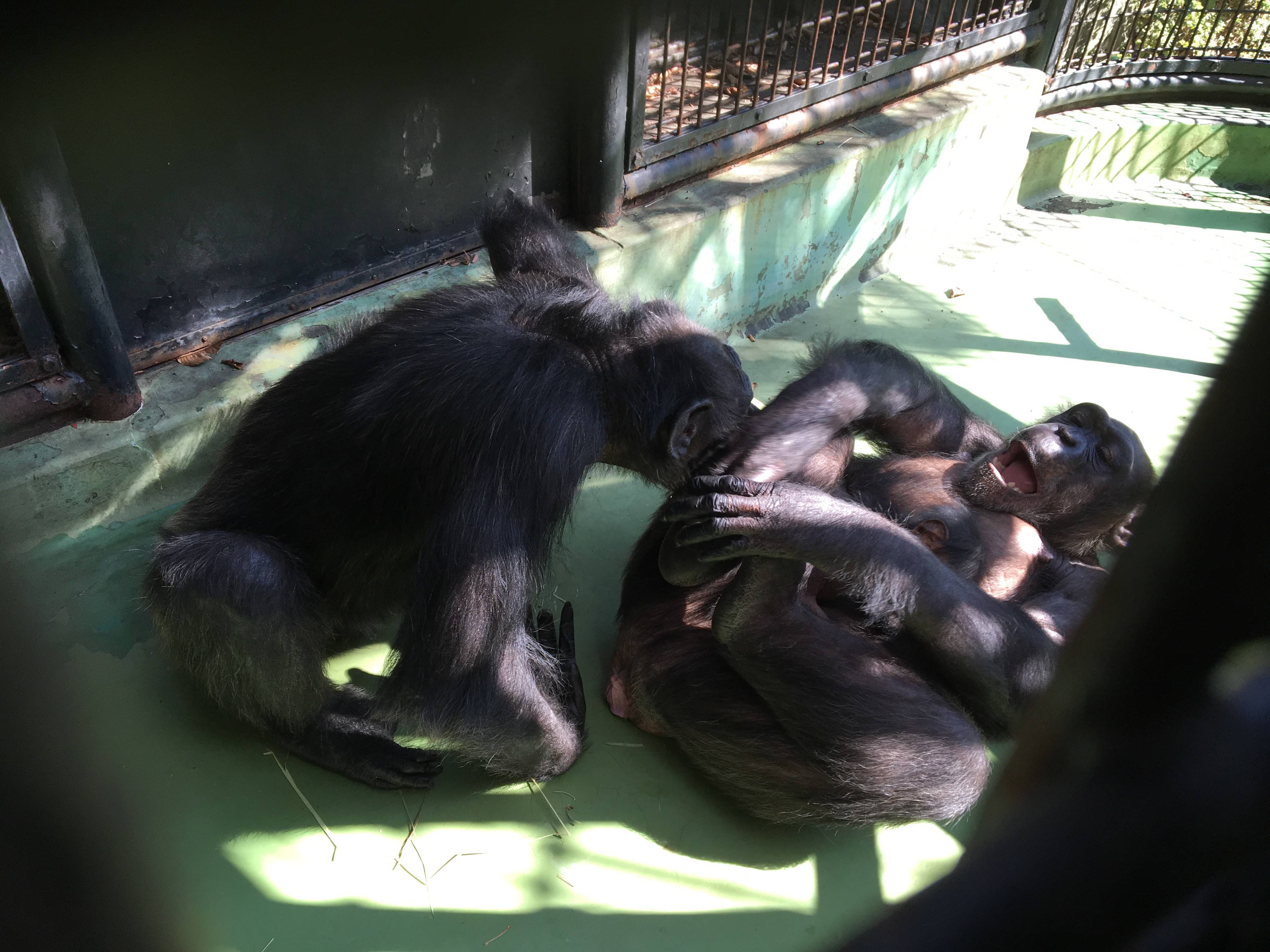 2016 チンプ 1130④.jpg