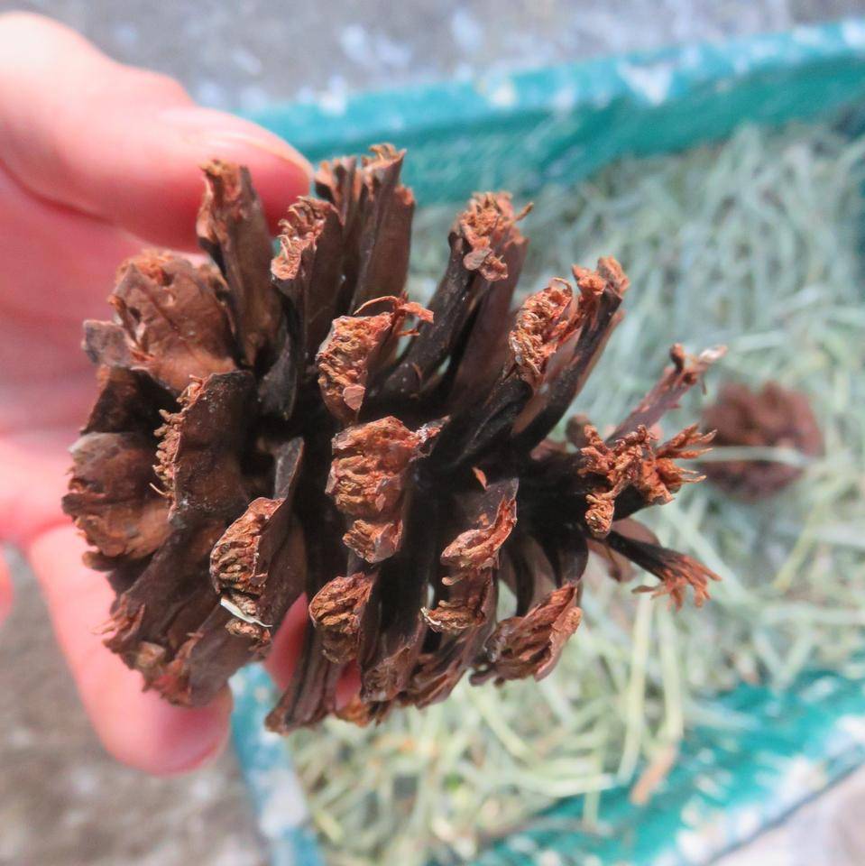 齧られた松ぼっくりpart2