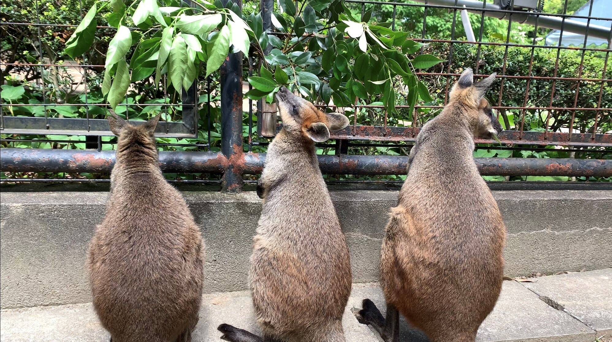 パーシー ブログ⑦.jpg