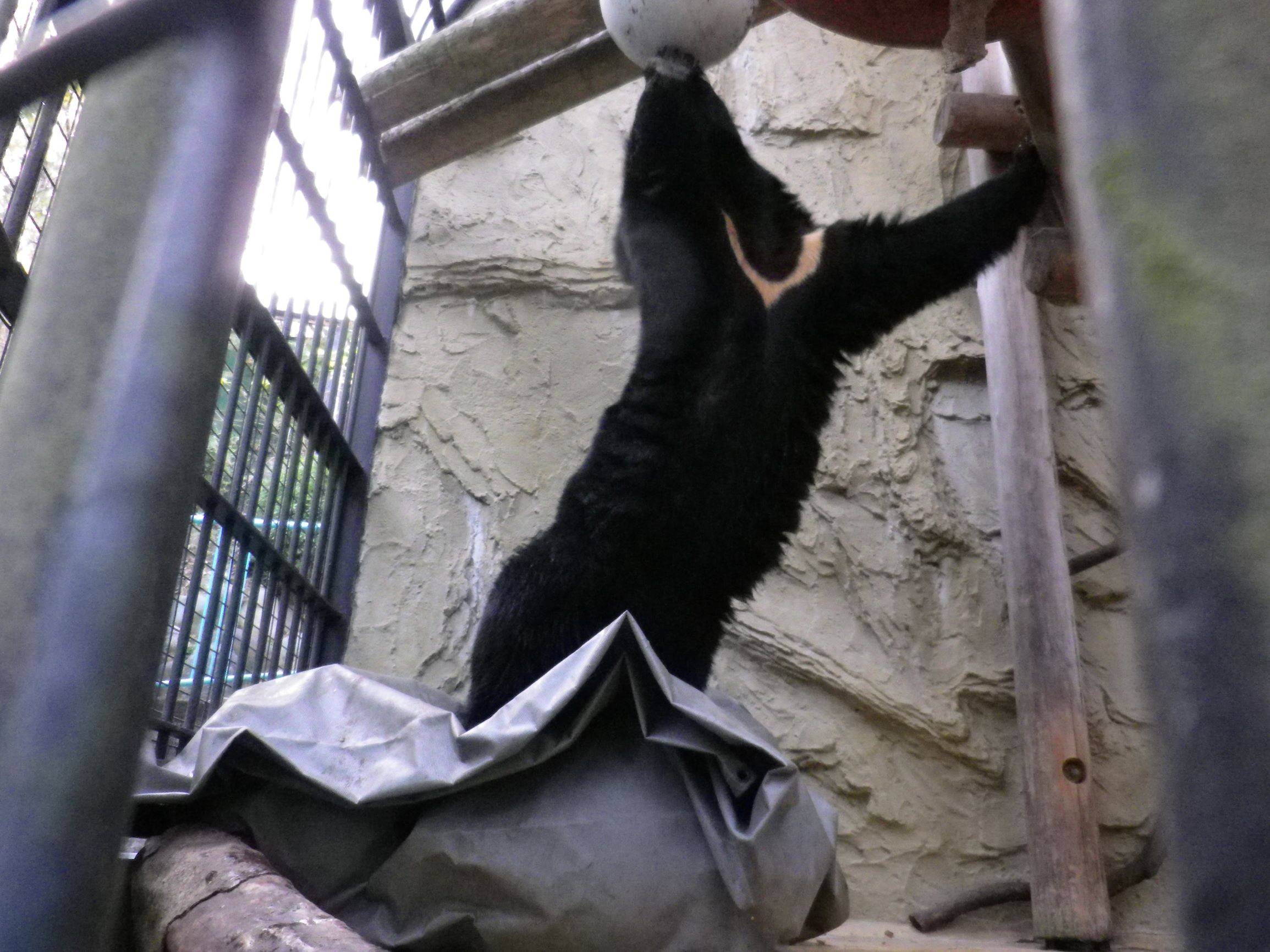 クマだって エクササイズ 動物トピックス 野毛山動物園公式サイト 公益財団法人 横浜市緑の協会