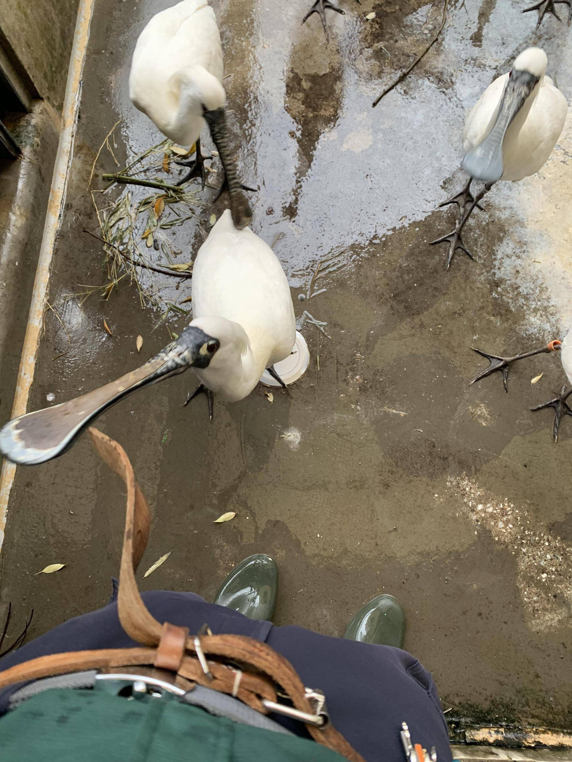 エサが待ちきれず、ベルトを食べようとするクロツラヘラサギ (2).jpeg