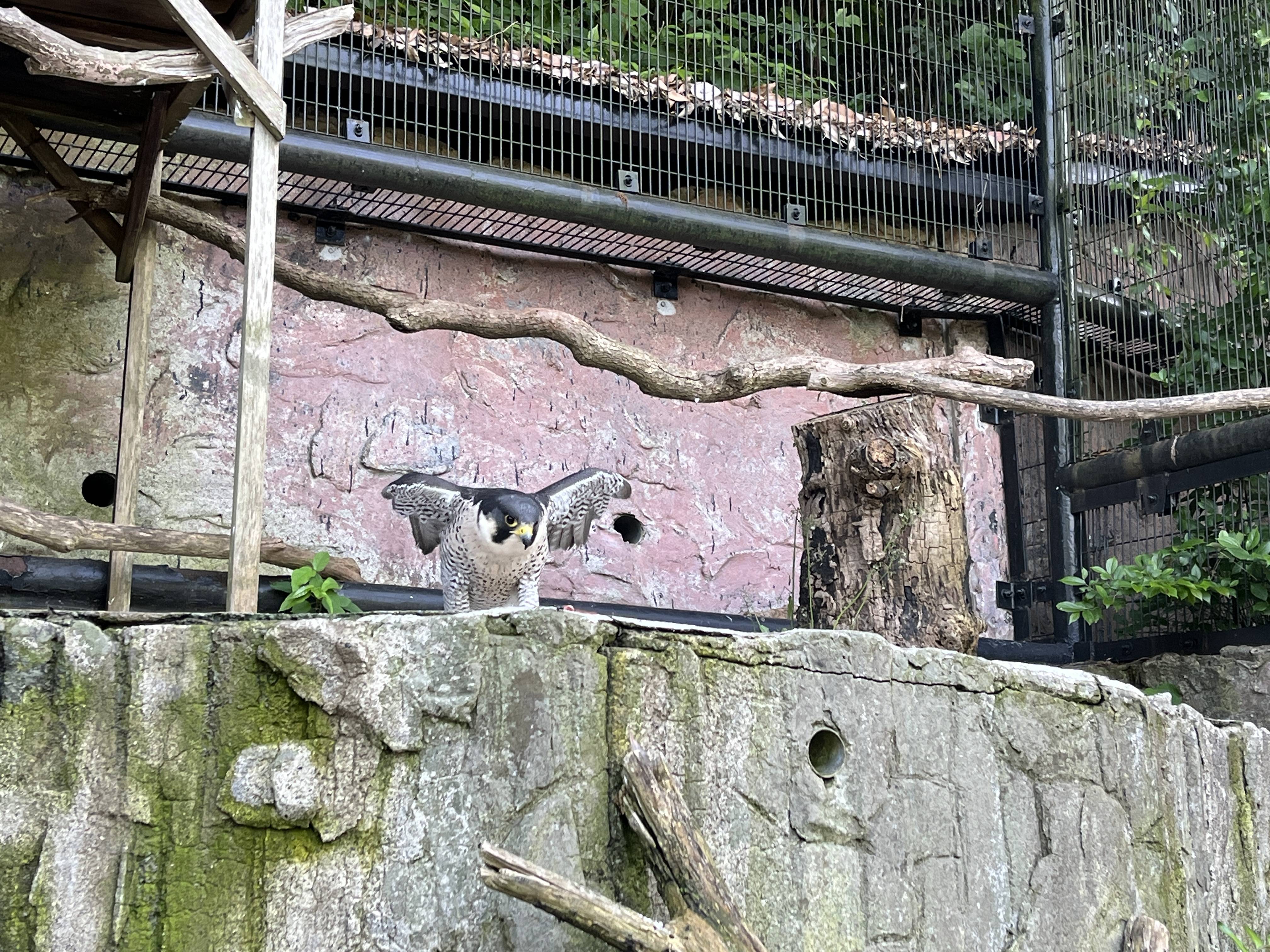 翼を広げ餌に向かうハヤミ3.jpg