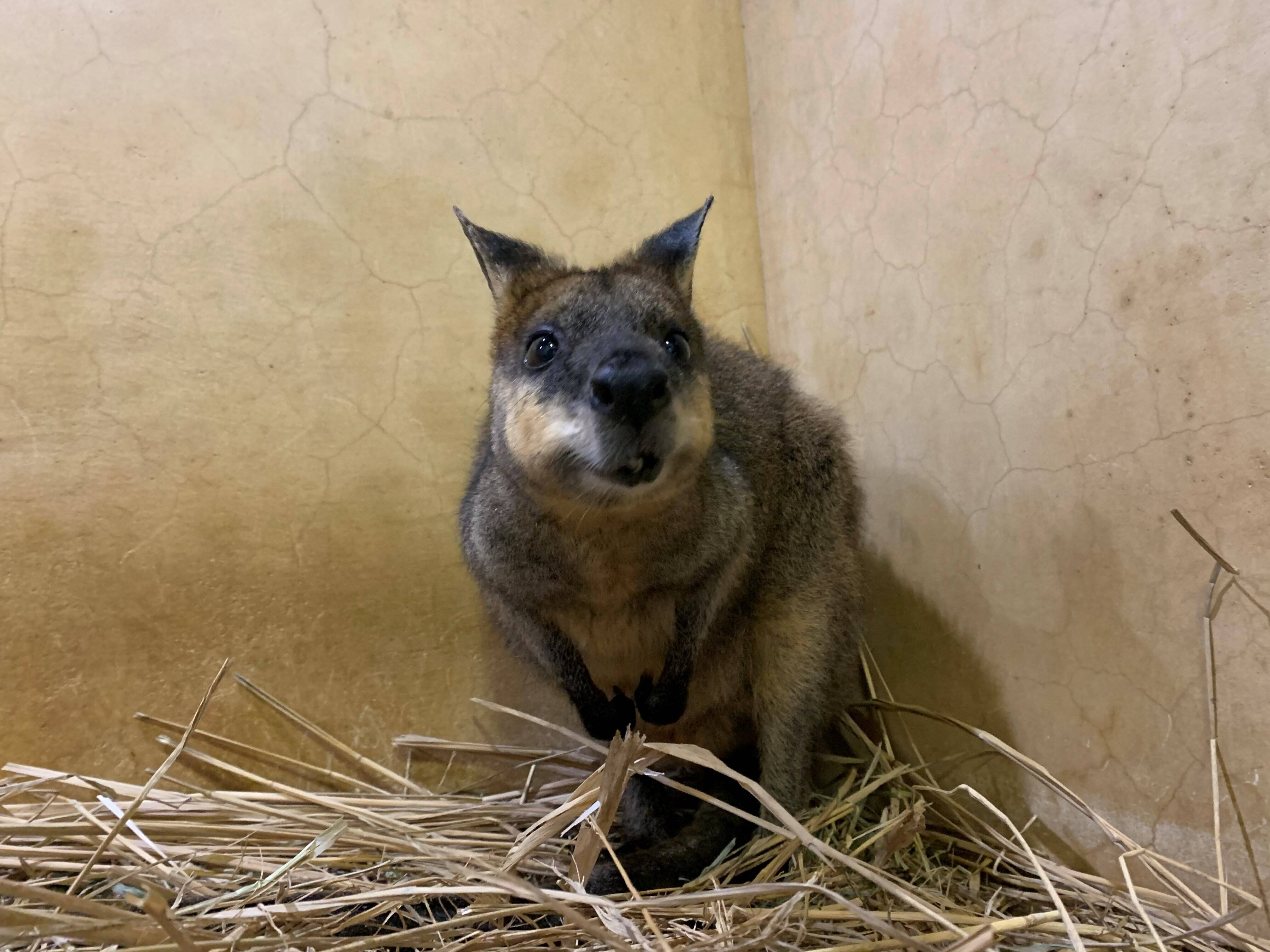 パーシー2 ブログ⑨.jpg