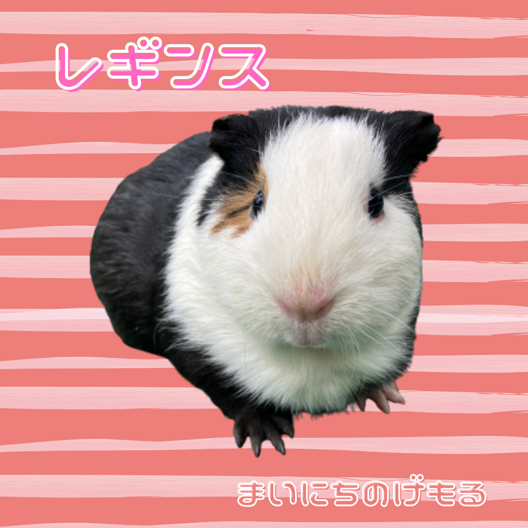 レギンス.png