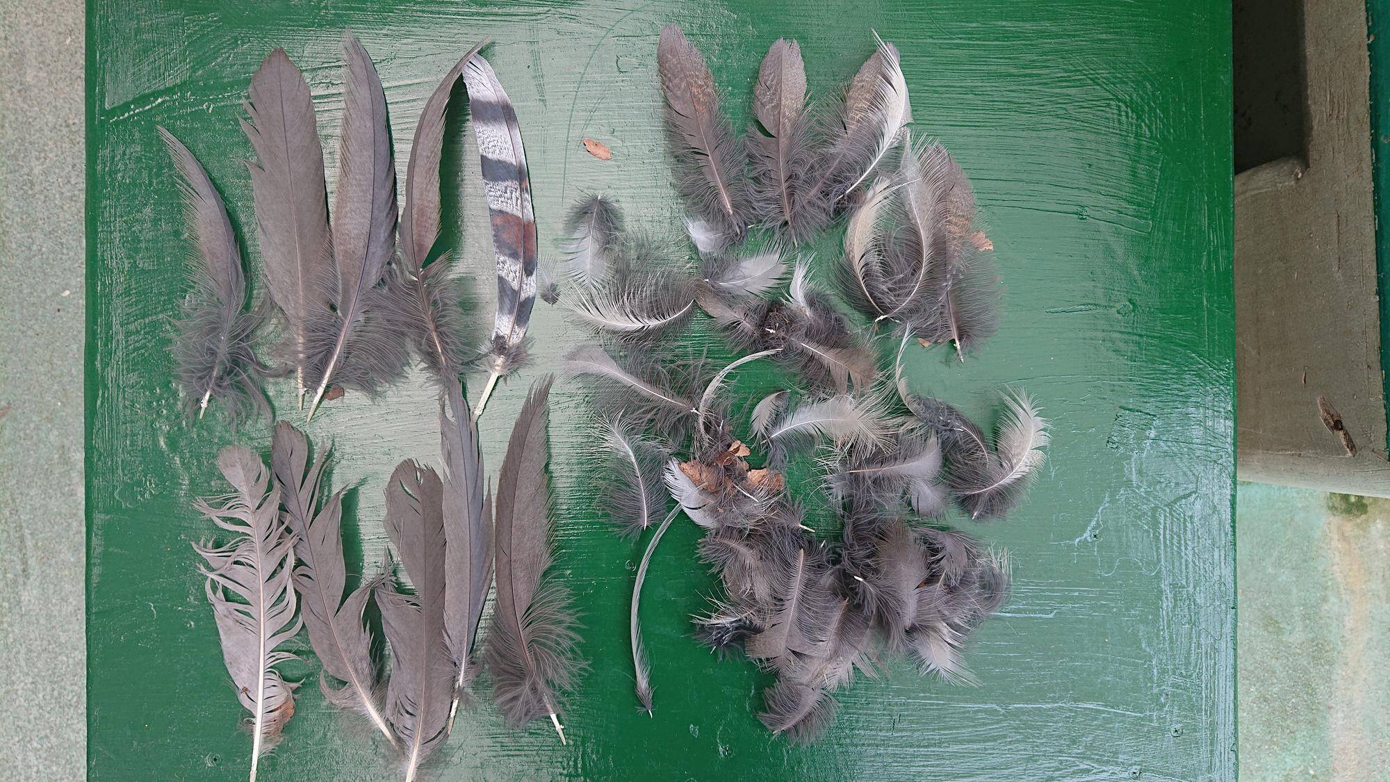 並べた羽.jpg