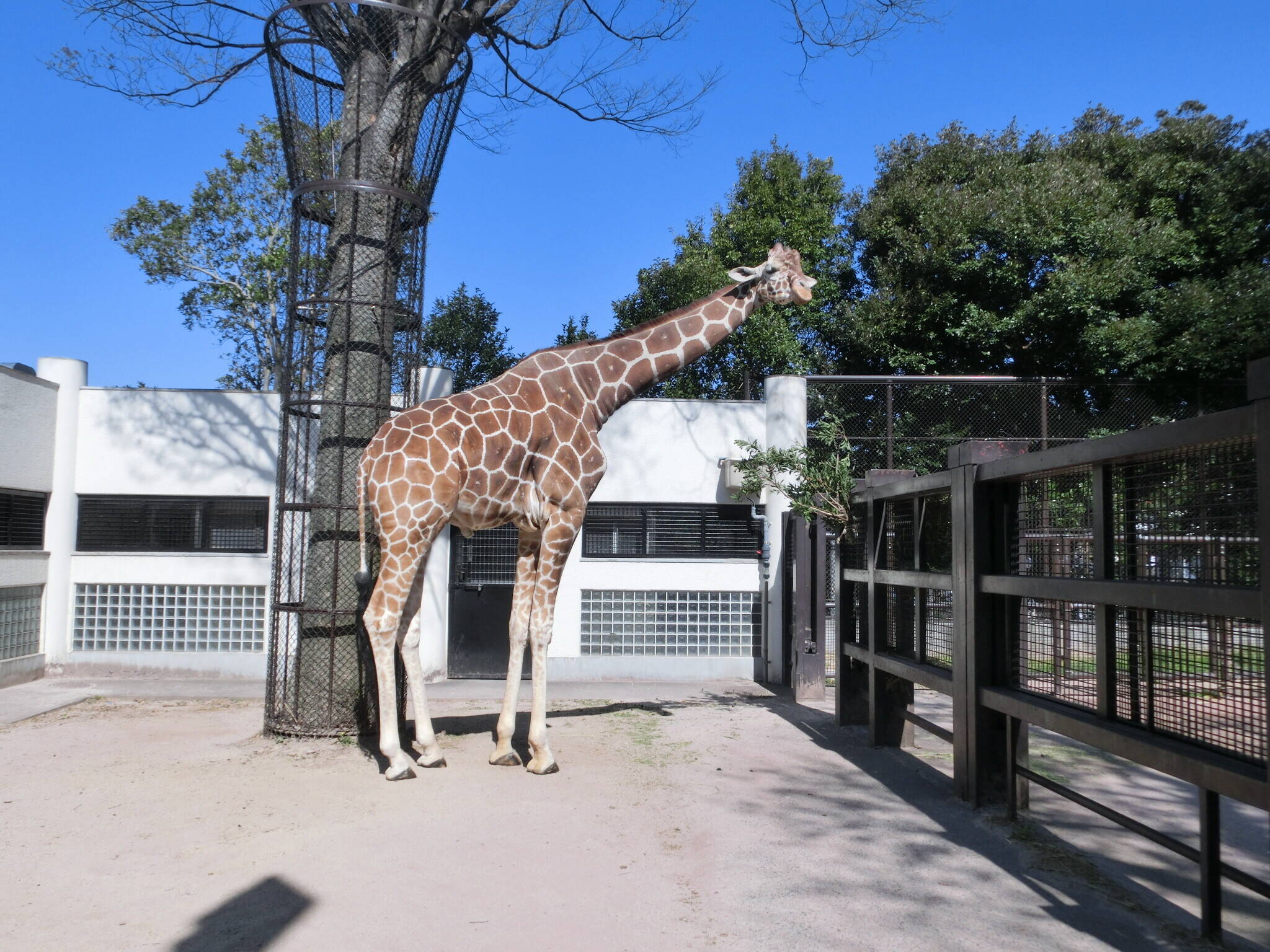 2日目のココロです 動物トピックス 野毛山動物園公式サイト 公益財団法人 横浜市緑の協会 2日目のココロです 動物トピックス 野毛山動物園公式サイト 公益財団法人 横浜市緑の協会