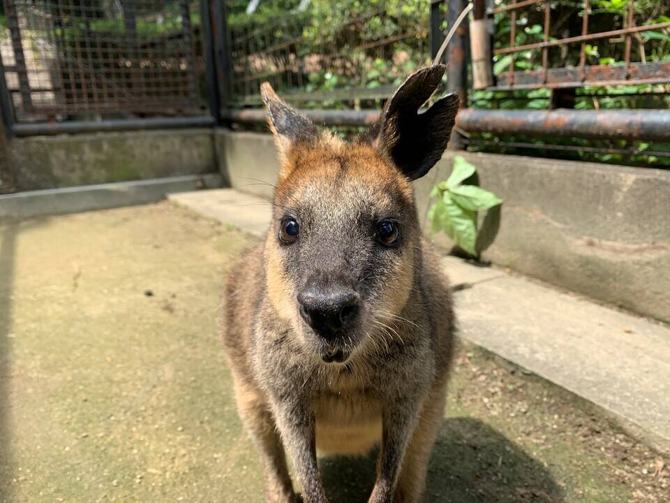 パーシー ブログ⑧.jpg