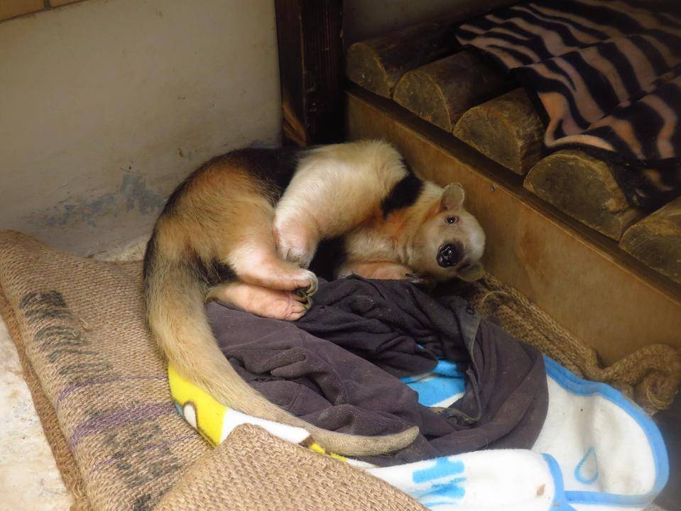 アサヒに実家ができた 動物トピックス 野毛山動物園公式サイト 公益財団法人 横浜市緑の協会 アサヒに実家ができた 動物トピックス 野毛山動物園公式サイト 公益財団法人 横浜市緑の協会