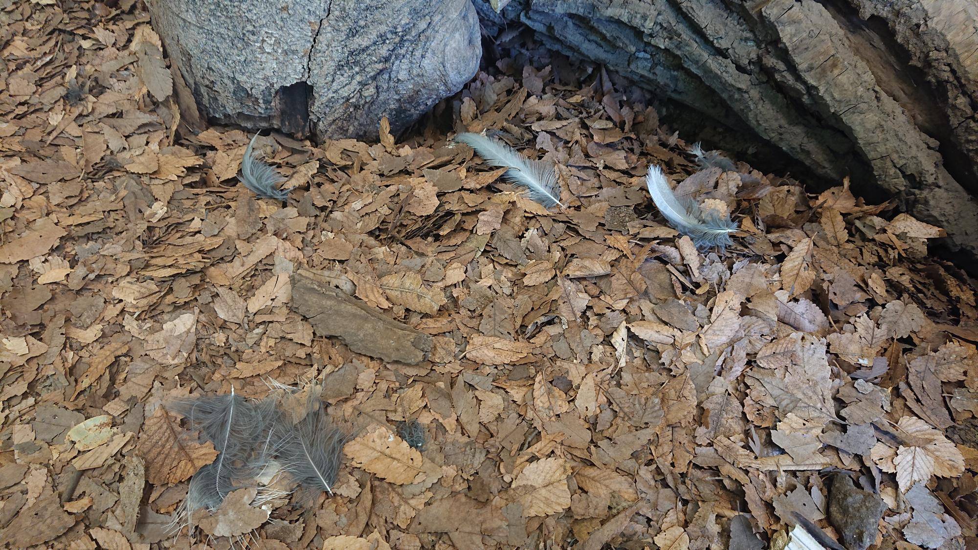 寝室内に落ちている羽.jpg