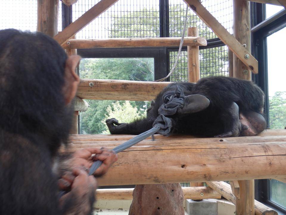 Tシャツ引っ張るチンパンジー.jpg