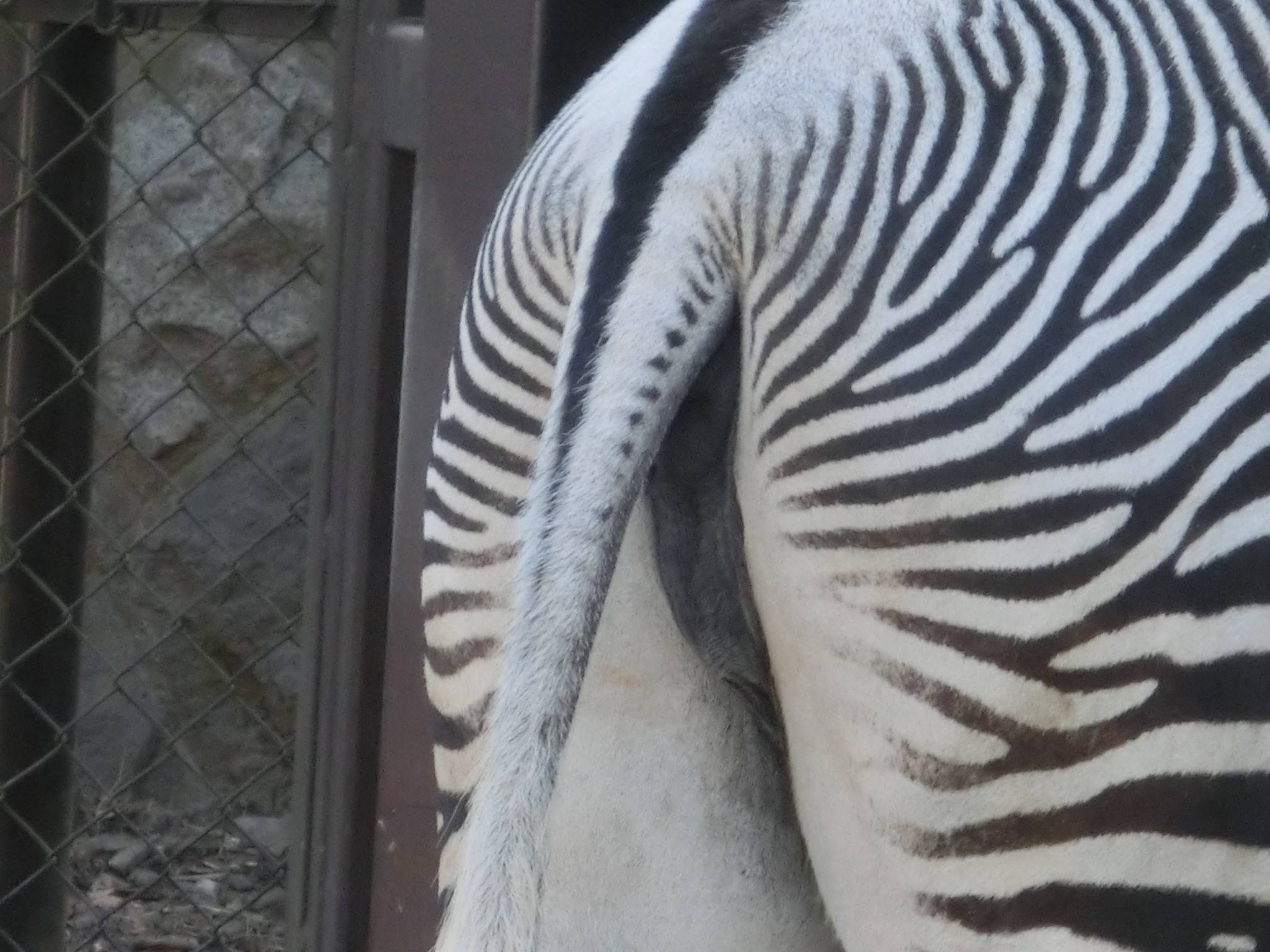 仲がいいのか 悪いのか 動物トピックス 野毛山動物園公式サイト 公益財団法人 横浜市緑の協会