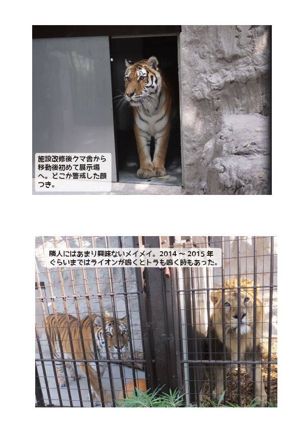 メイメイ 思いで写真展 動物トピックス 野毛山動物園公式サイト 公益財団法人 横浜市緑の協会