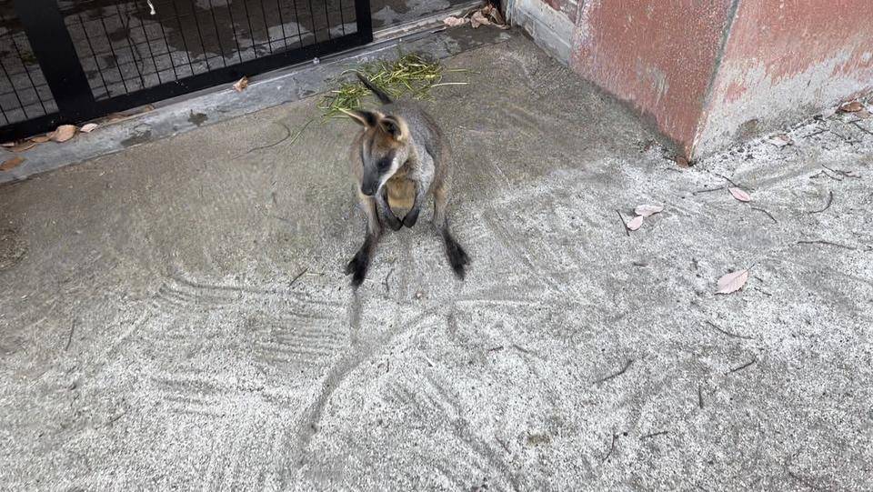 バロンの飛び蹴り (1).jpg