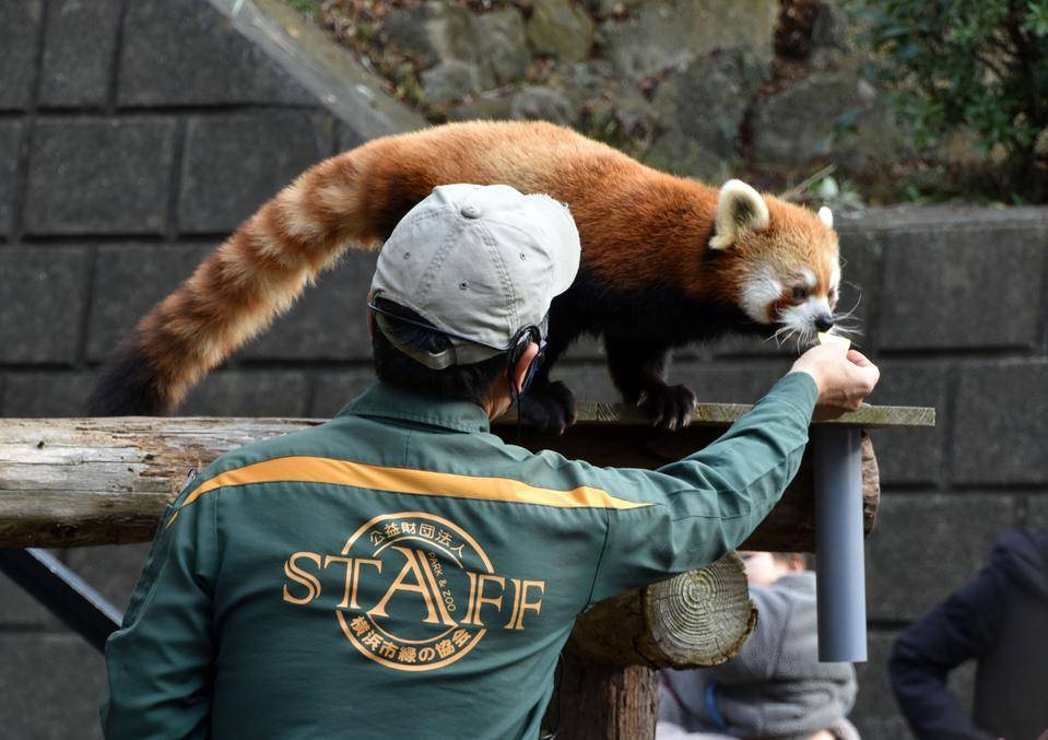 必要なときに立ち上がります レッサーパンダ ブログ 野毛山動物園公式サイト 公益財団法人 横浜市緑の協会 必要なときに立ち上がります レッサーパンダ ブログ 野毛山動物園公式サイト 公益財団法人 横浜市緑の協会