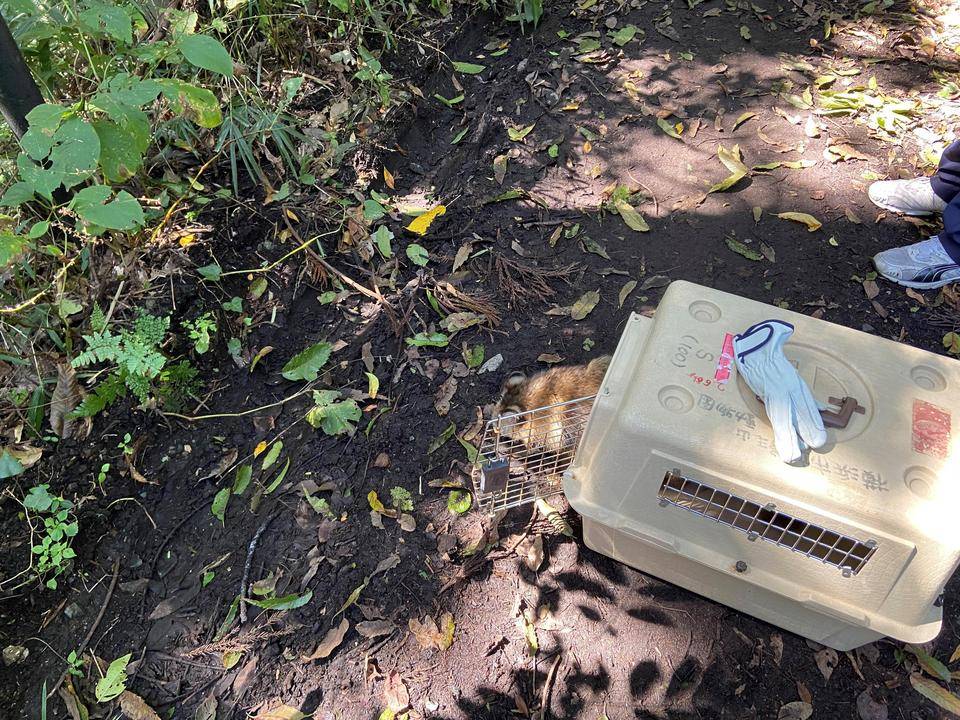 匂いを嗅ぐタヌキ (2).jpg