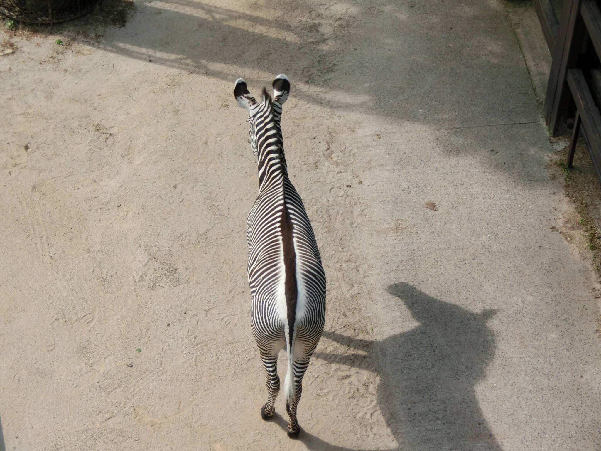ココロ ここも慣れたよ 動物トピックス 野毛山動物園公式サイト 公益財団法人 横浜市緑の協会 ココロ ここも慣れたよ 動物トピックス 野毛山動物園公式サイト 公益財団法人 横浜市緑の協会